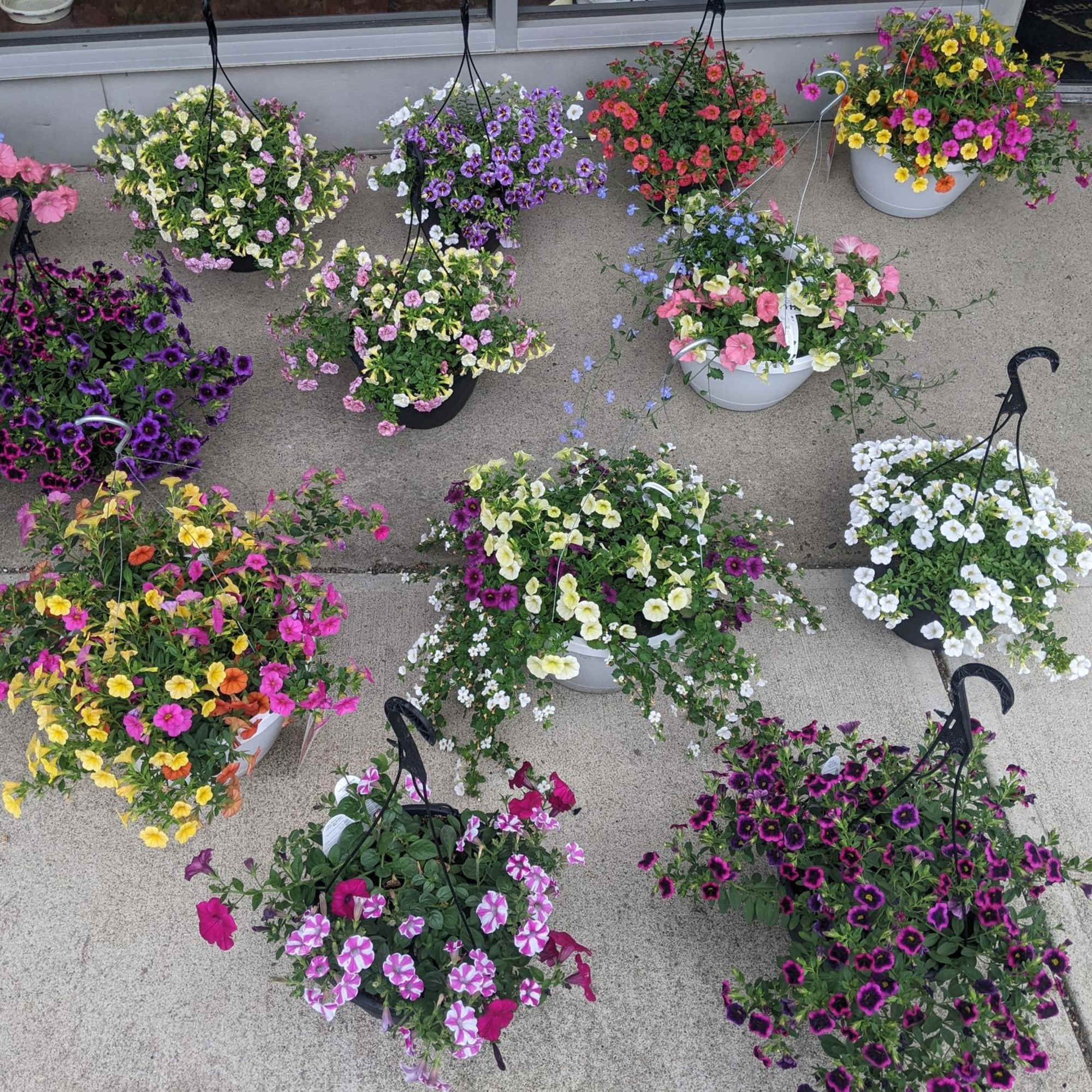 Assorted hanging baskets of colorful petunias and other small flowers on a sidewalk