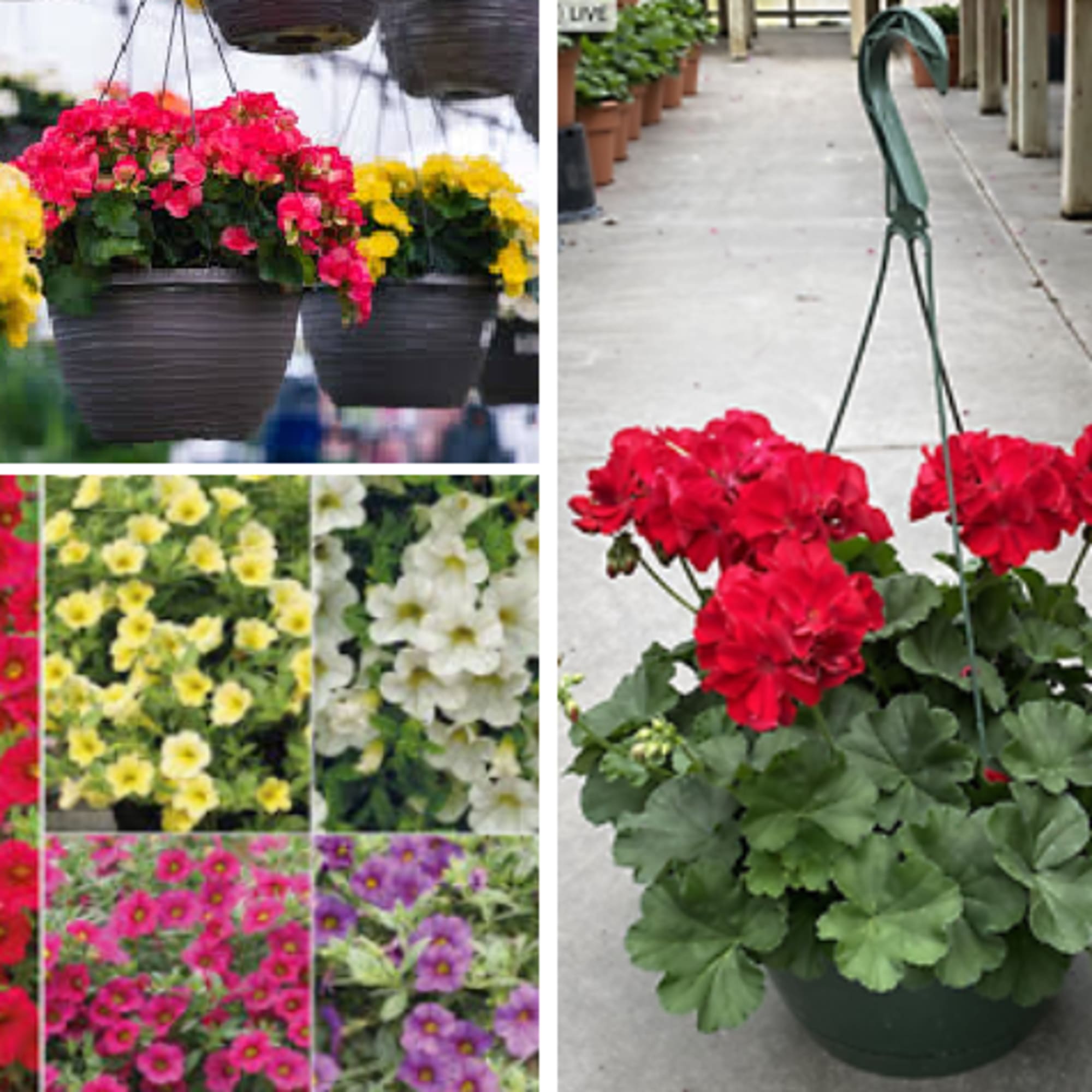 Hanging baskets of bright flowers and a potted red geranium plant