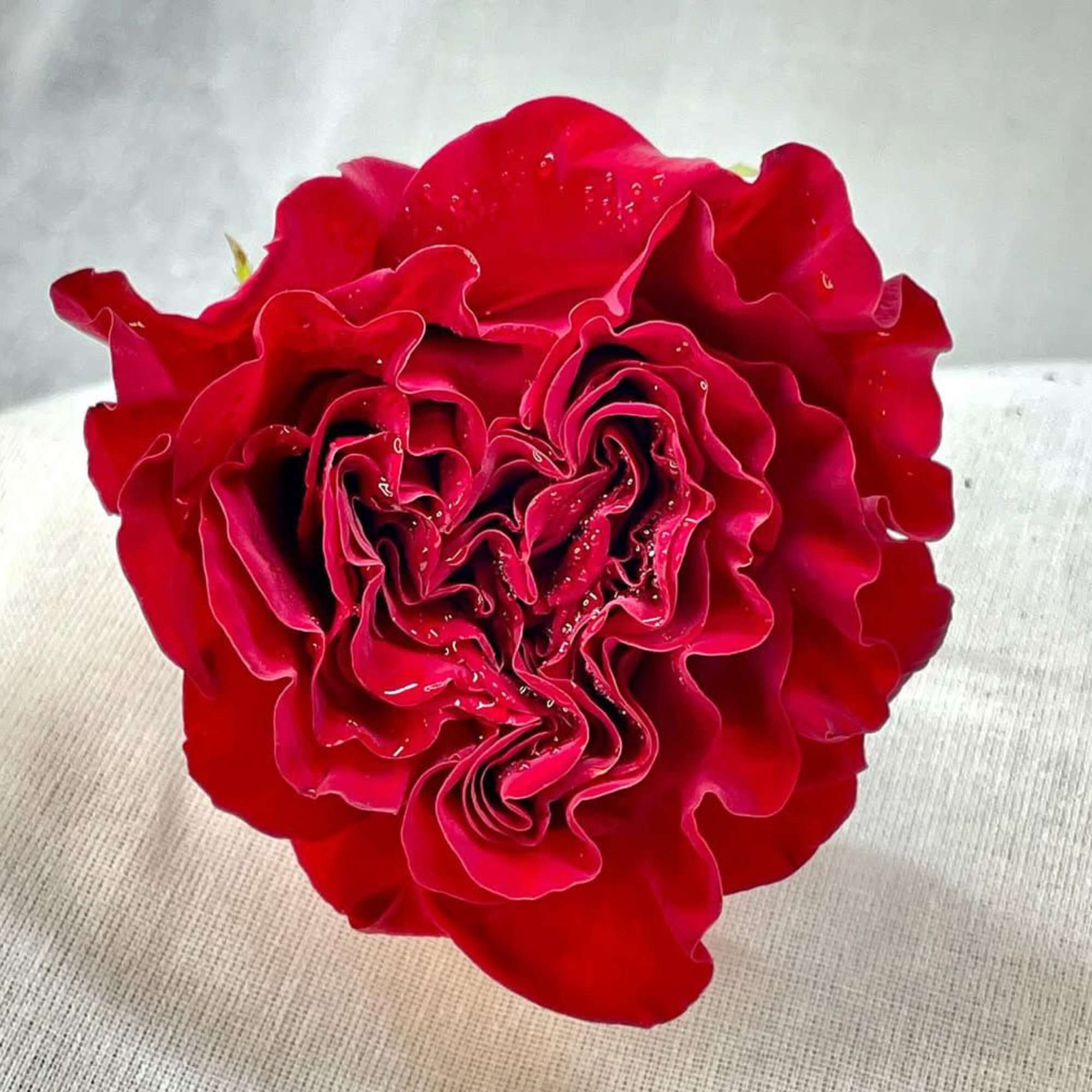 Single red rose bloom on a light fabric background