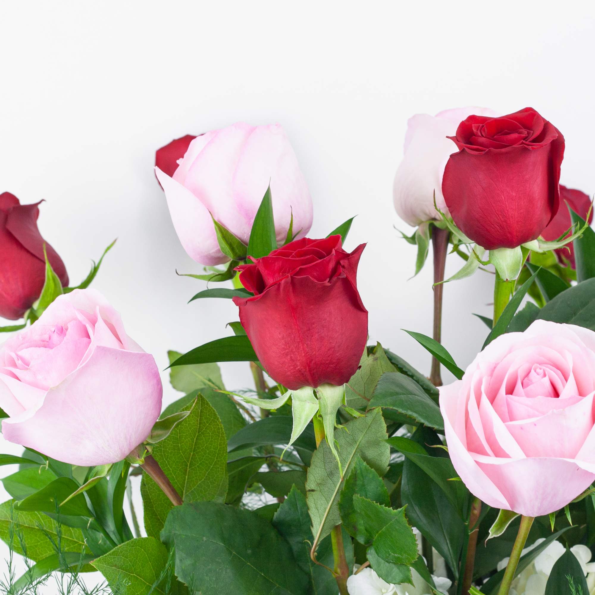 Red and pink roses arranged against a white background