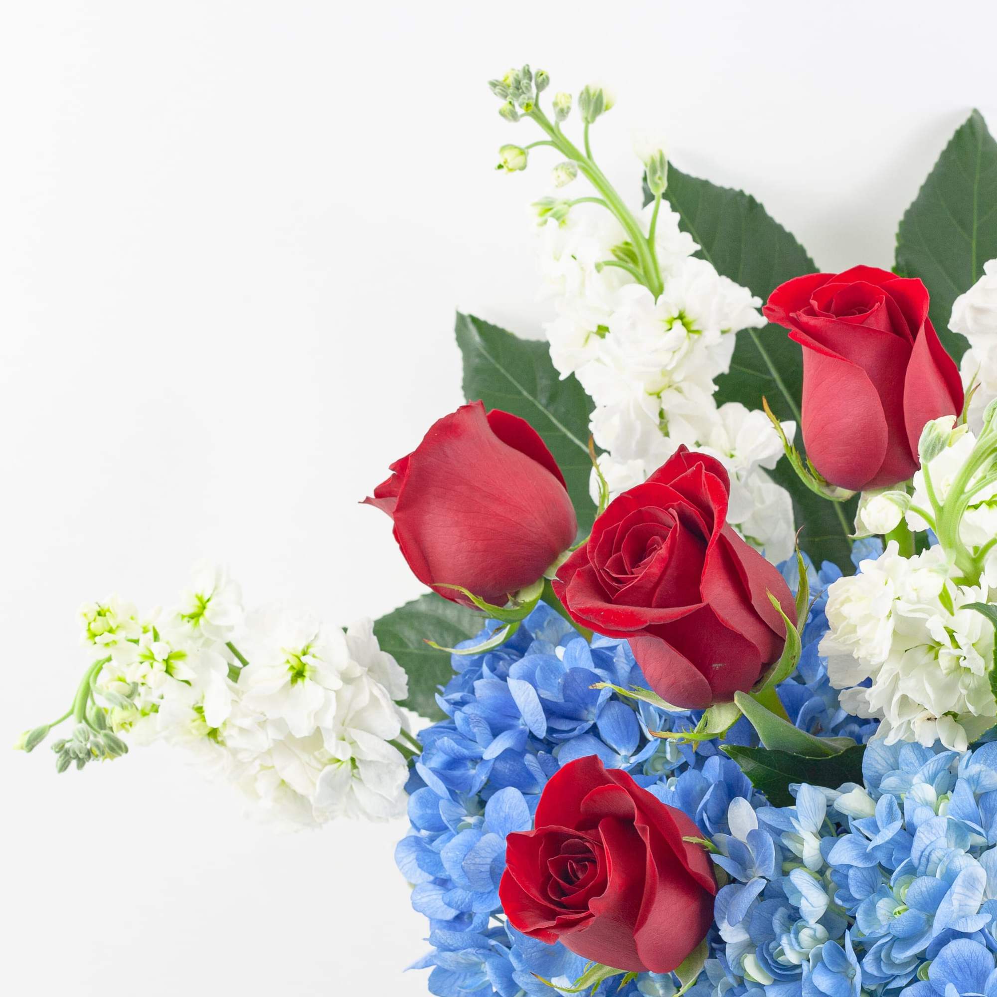 Red roses and blue hydrangeas with white flowers on a white background