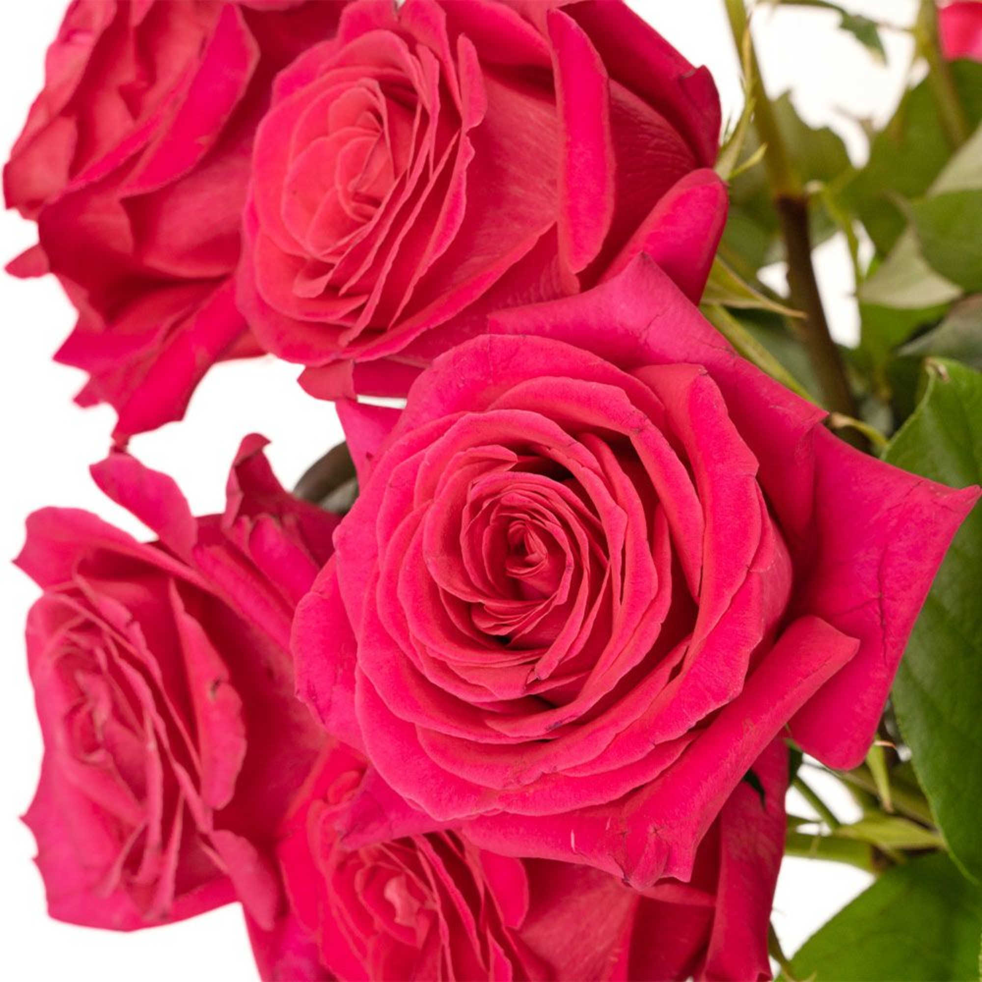 Close-up of several hot pink roses in bloom