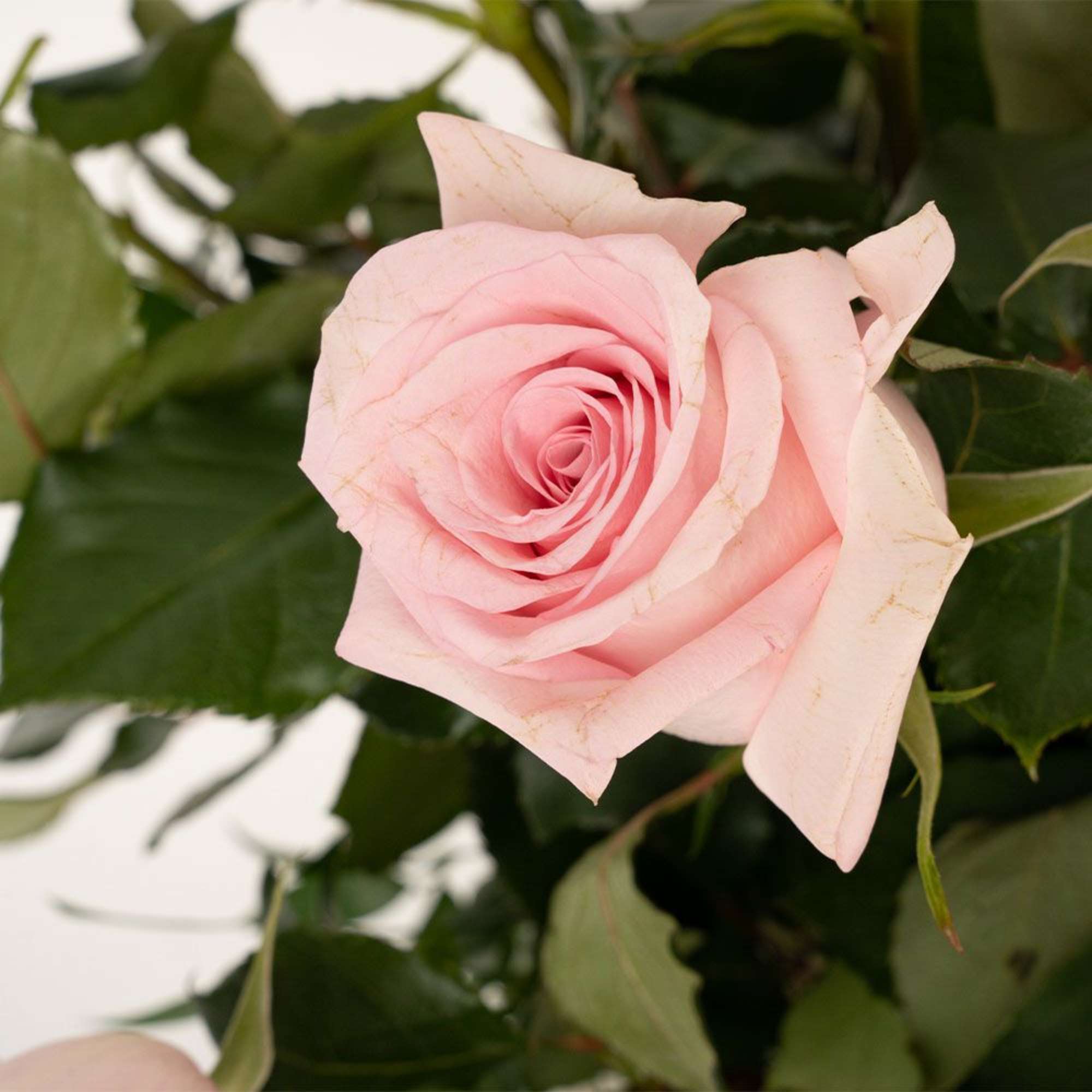 Close-up of a single light pink rose bloom