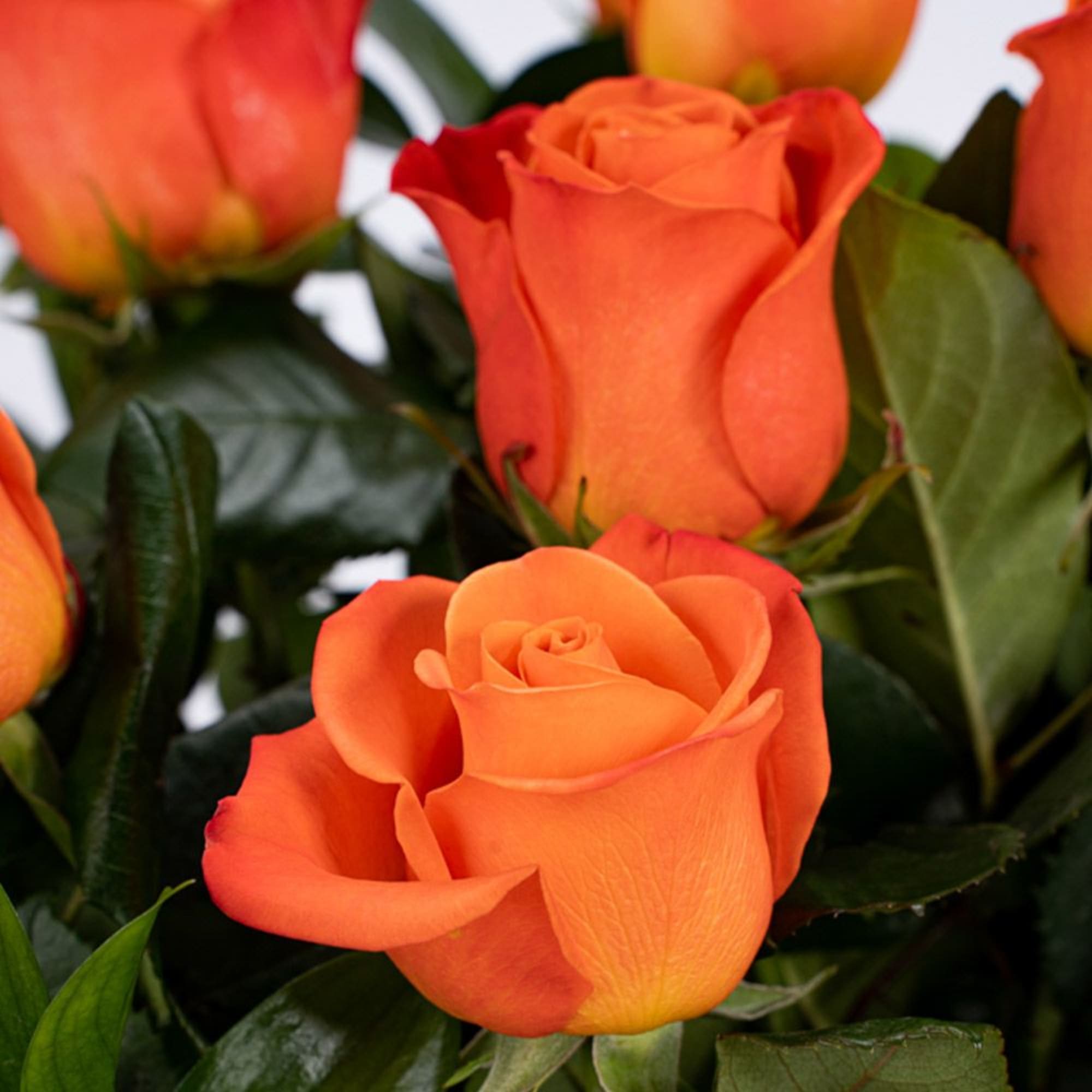Close-up of bright orange roses with partially opened blooms