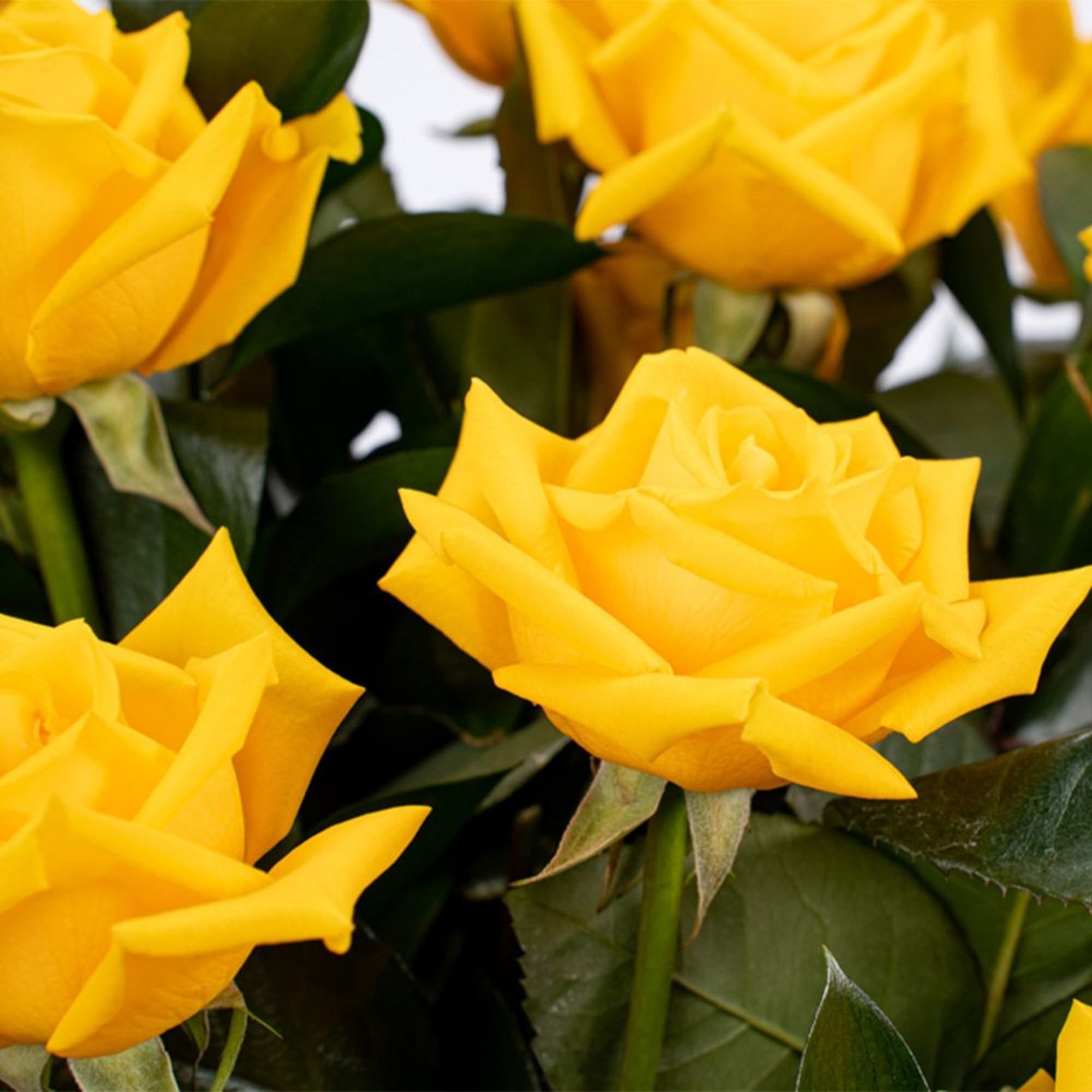 Close-up of multiple bright yellow roses in bloom