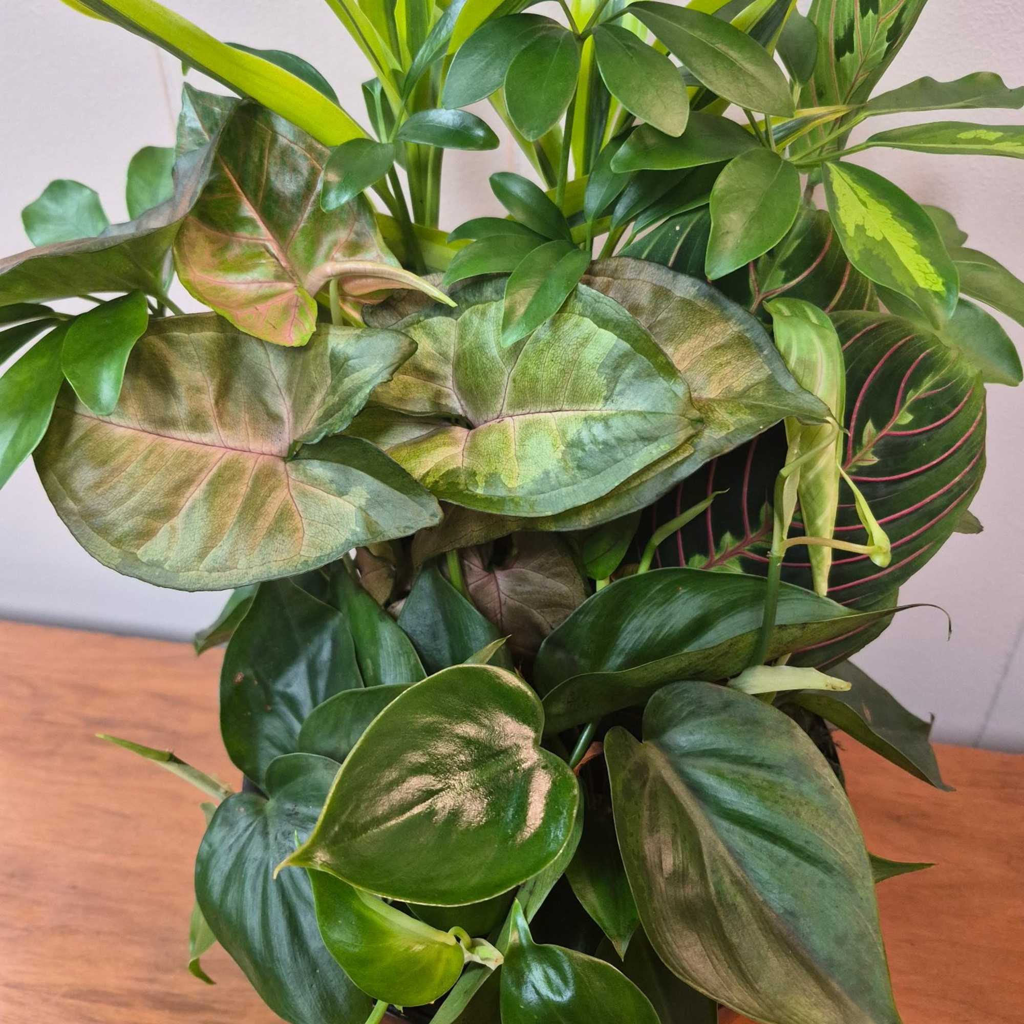  8" dark ceramic bowl with layered plant varieties for a lush