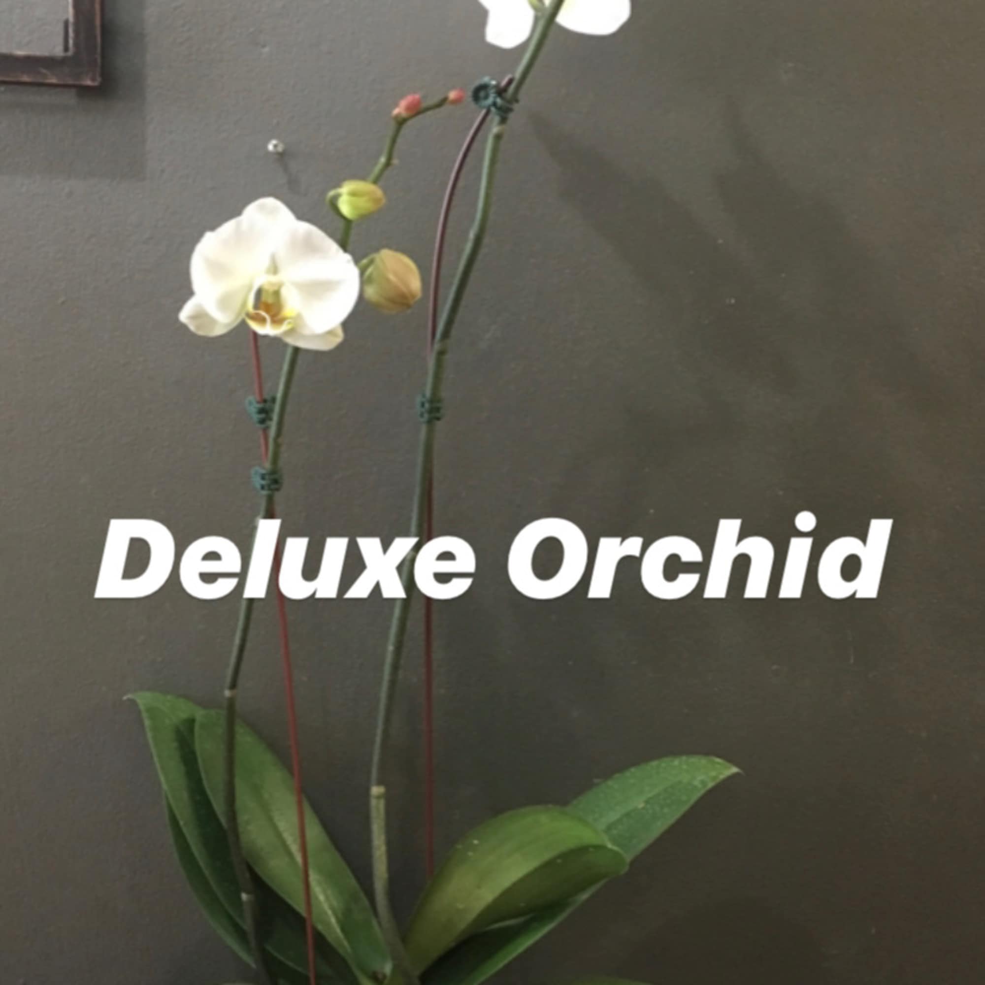 White orchid plant in a white pot with two flowering stems