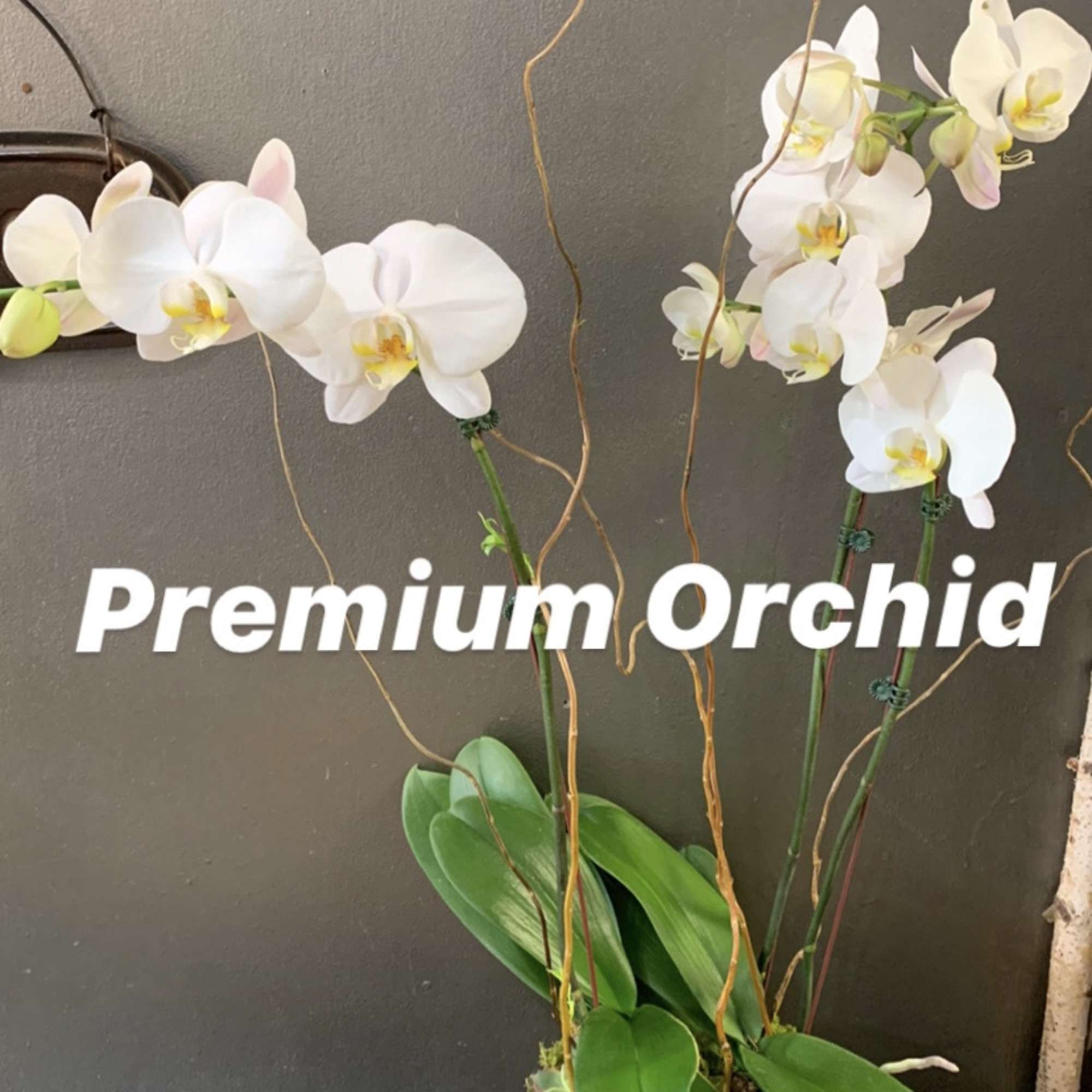 White orchid plant in a glass container with tall stems