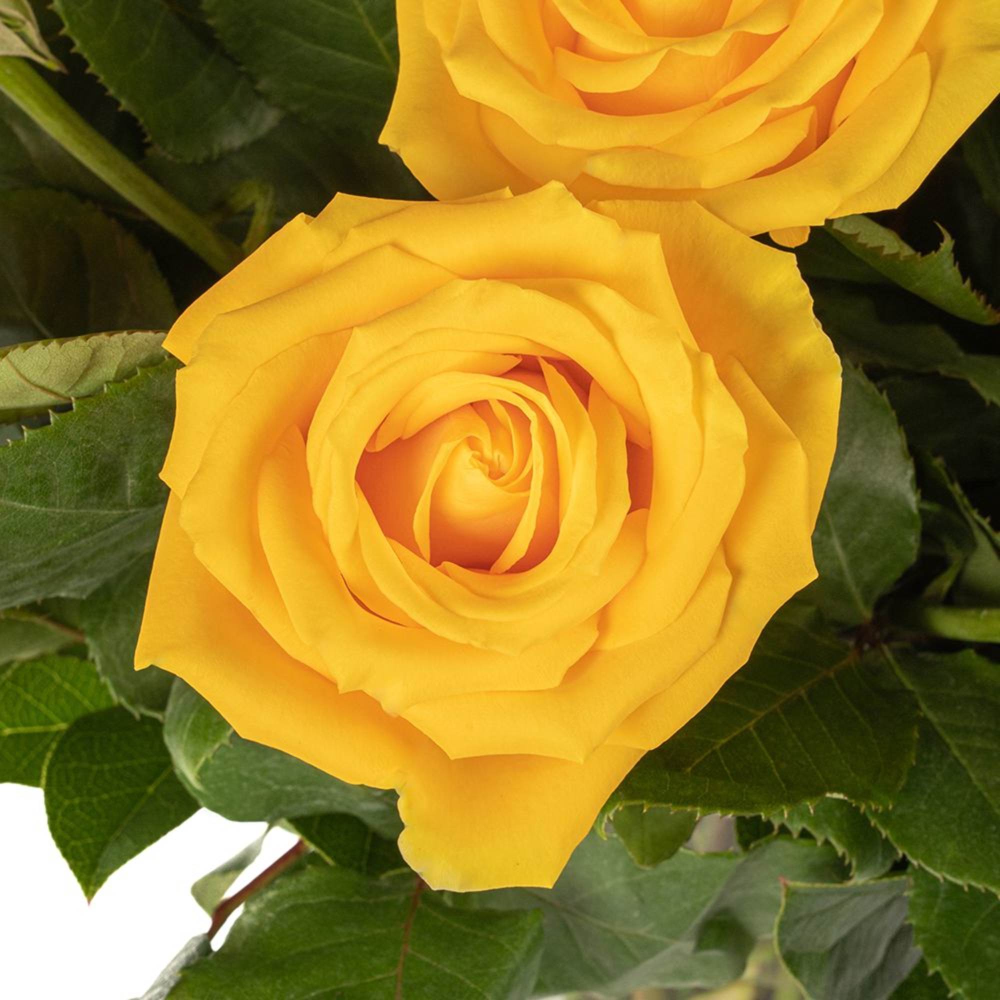 Close-up of two bright yellow roses with layered petals against dark foliage.