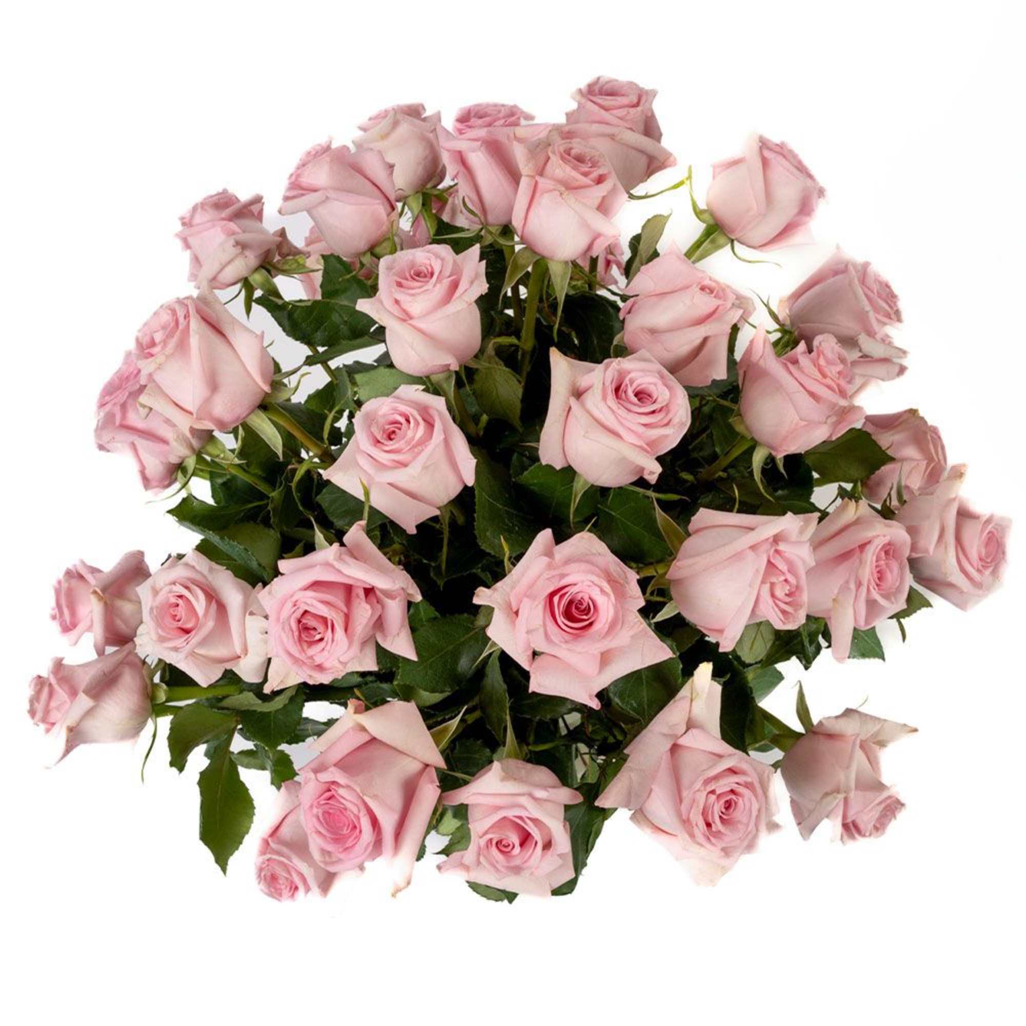 Large bouquet of light pink roses fanned out against a white background