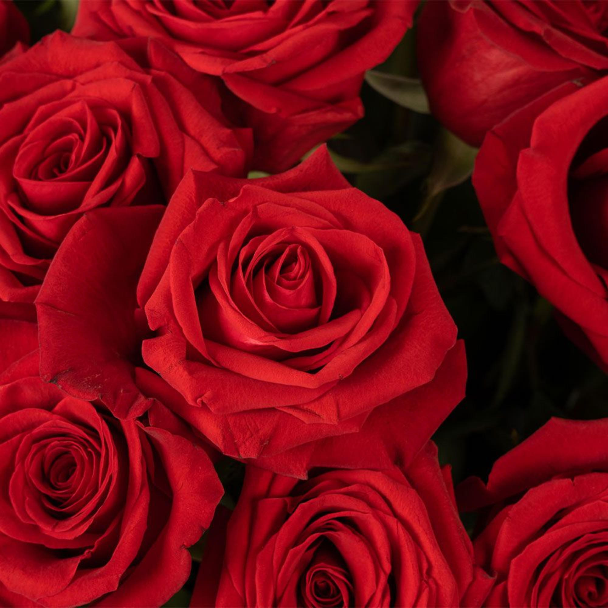 Close-up of multiple red rose blooms