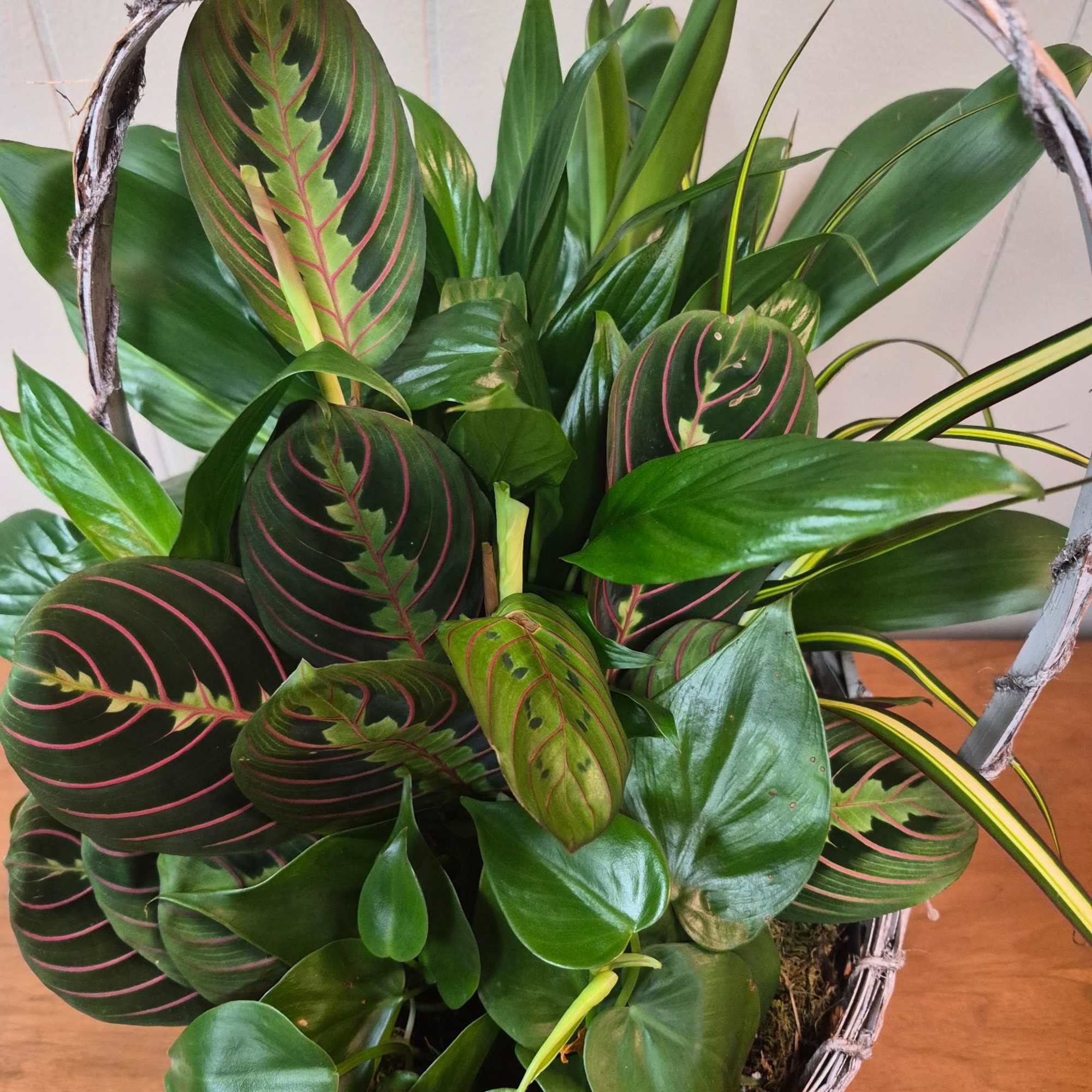 Woven 10" basket of assorted plants for a full, casual indoor garden