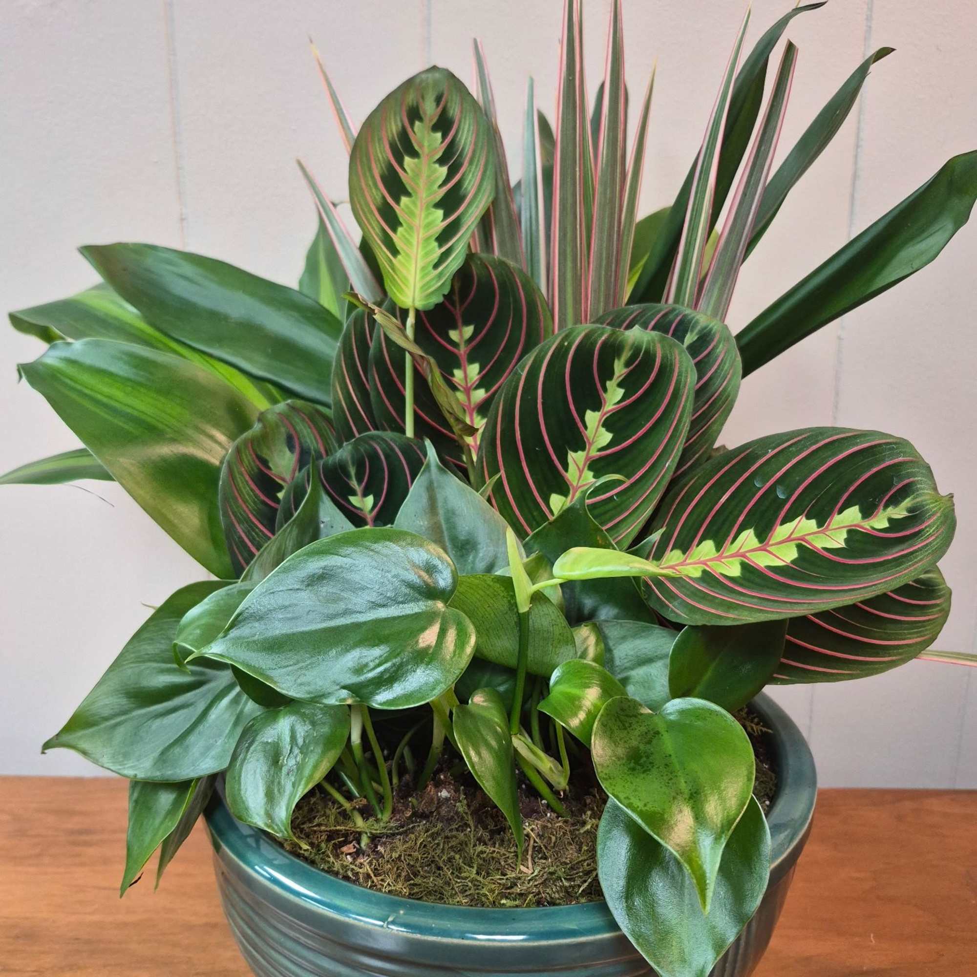 Lush mixed houseplant arrangement in a 10" ceramic bowl