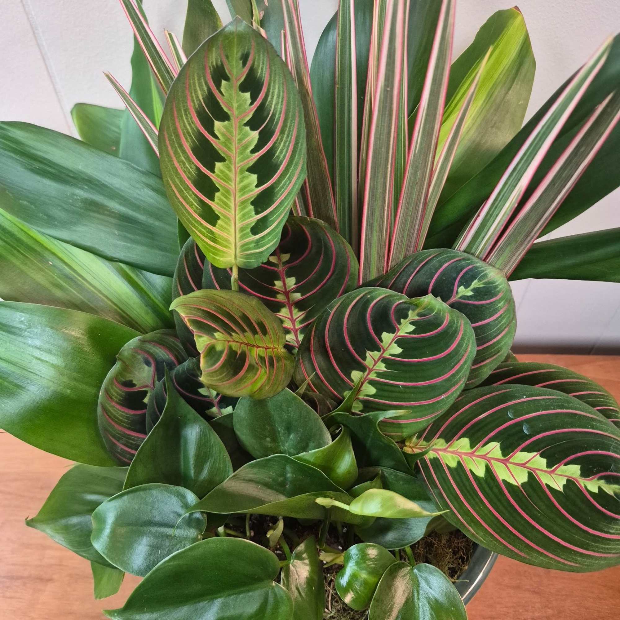Lush mixed houseplant arrangement in a 10" ceramic bowl