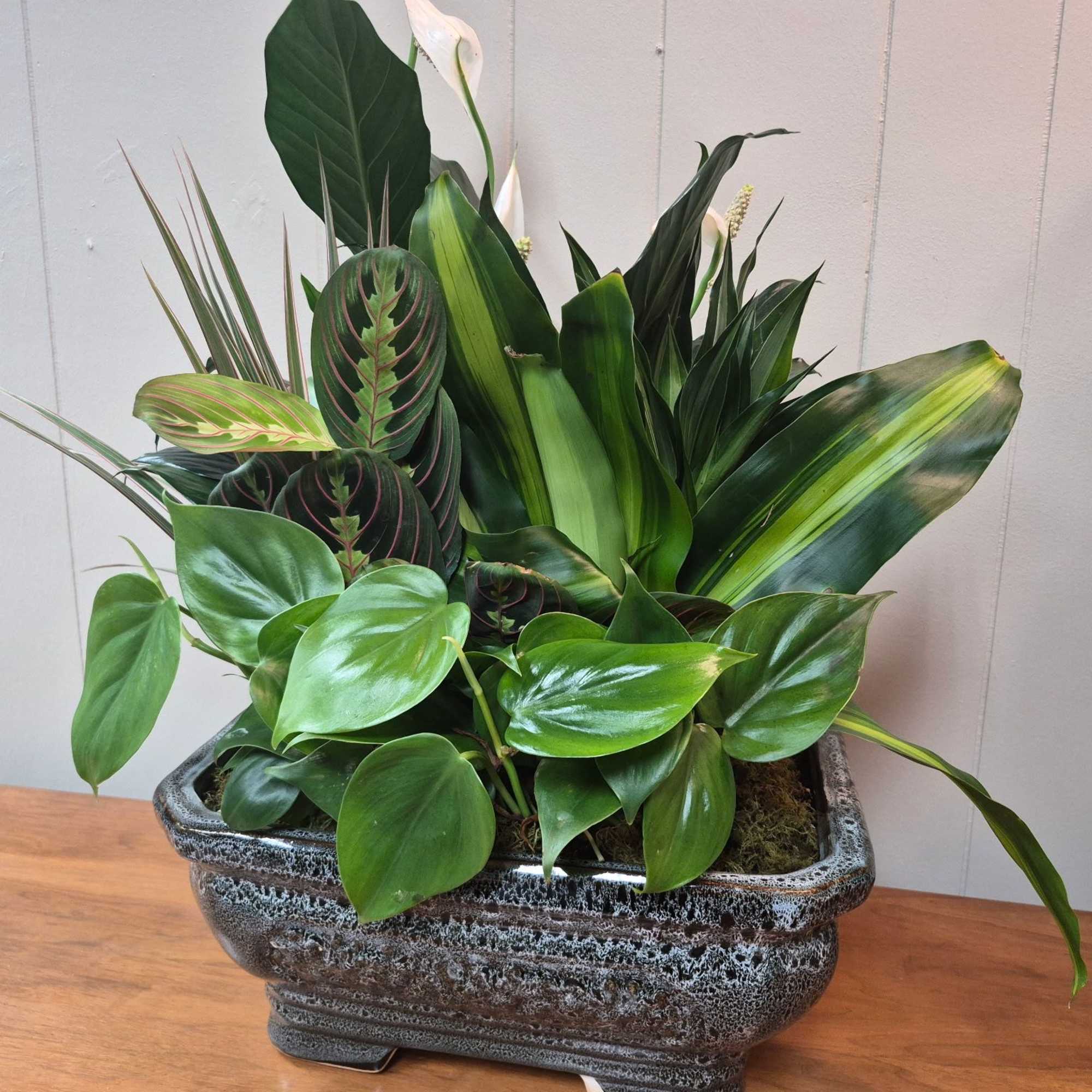 Lush mixed tropical plants in a 12" ceramic Planter