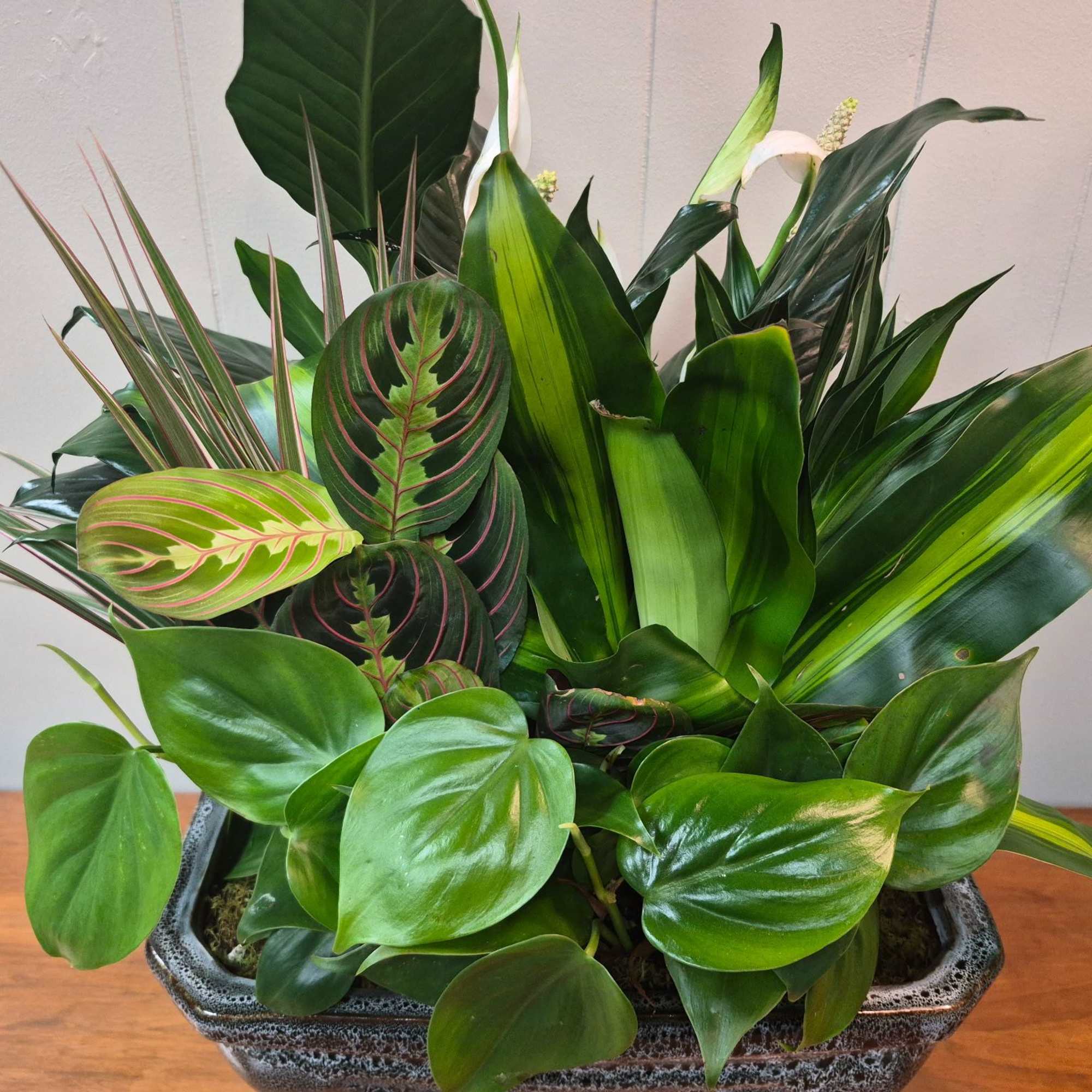 Lush mixed tropical plants in a 12" ceramic Planter