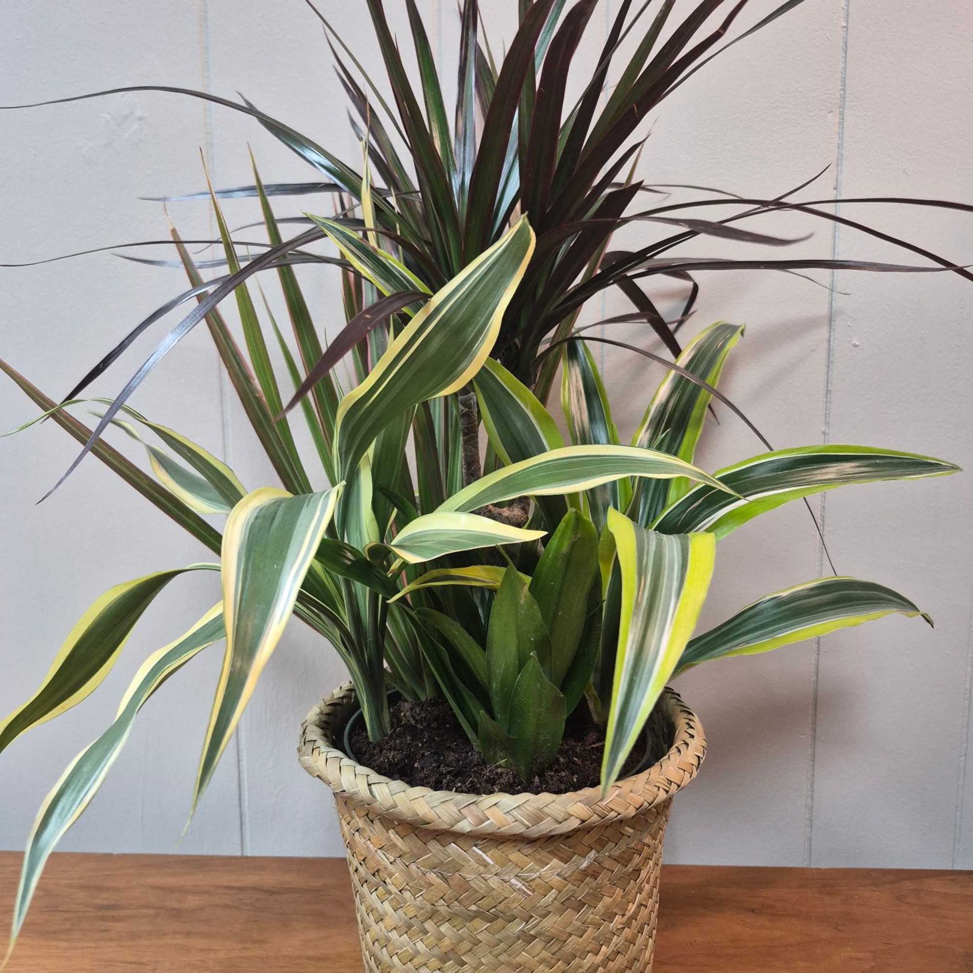 Lush Plant Combination in a 6" basket