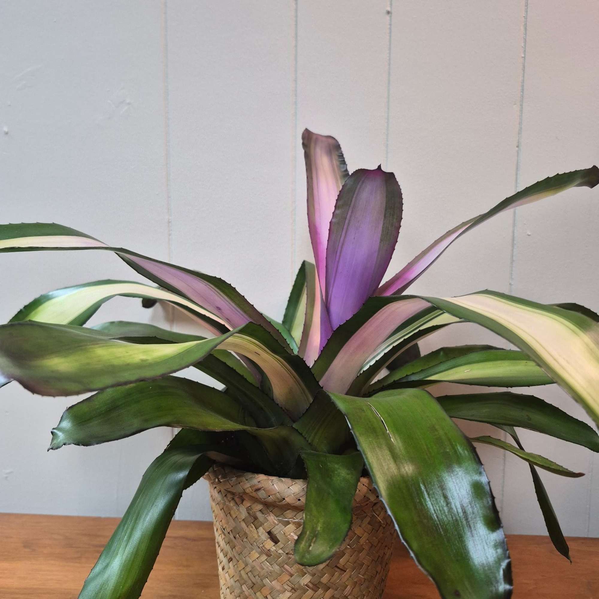 This potted bromeliad in a woven basket planter makes a great housewarming