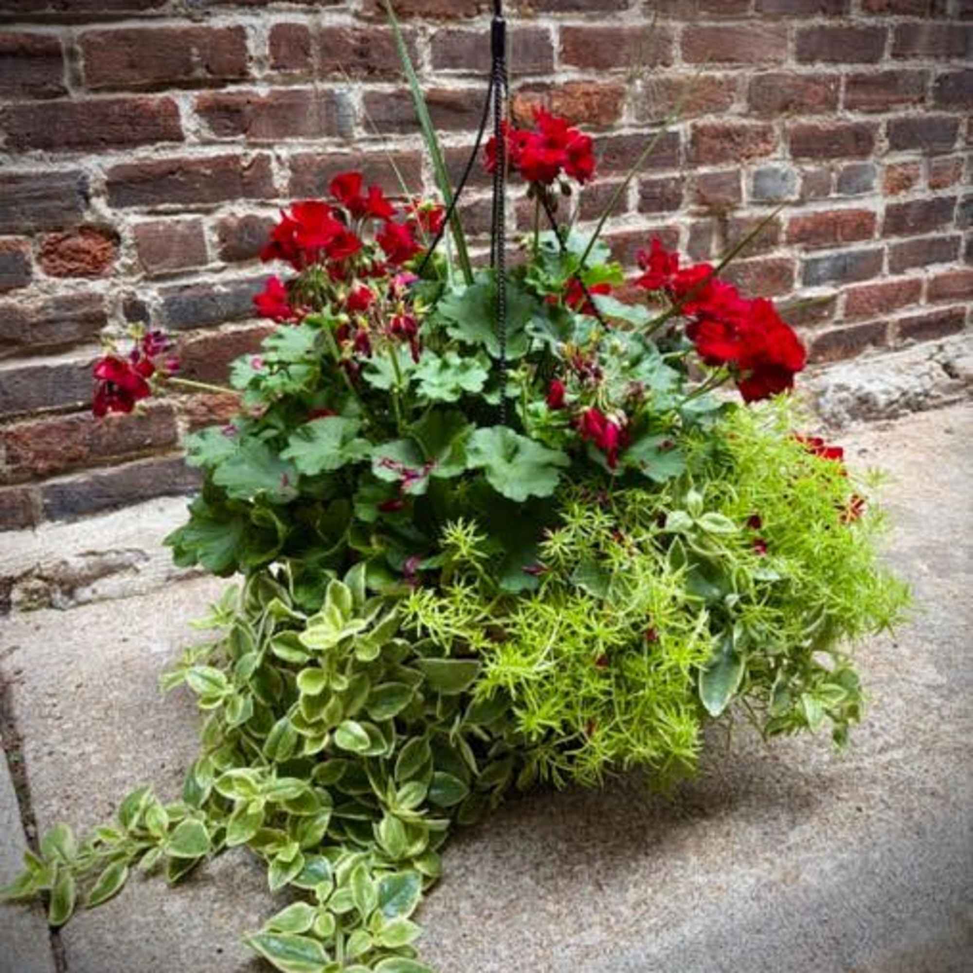 Perfect for any gardener or flower-lover, this stunning, red geranium hanging basket