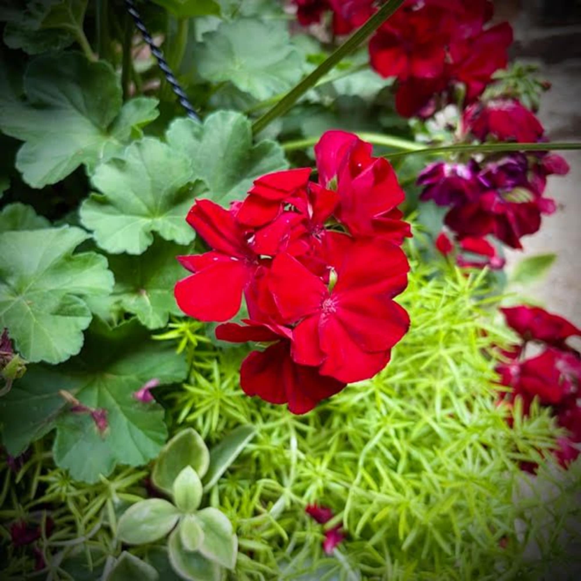 Perfect for any gardener or flower-lover, this stunning, red geranium hanging basket