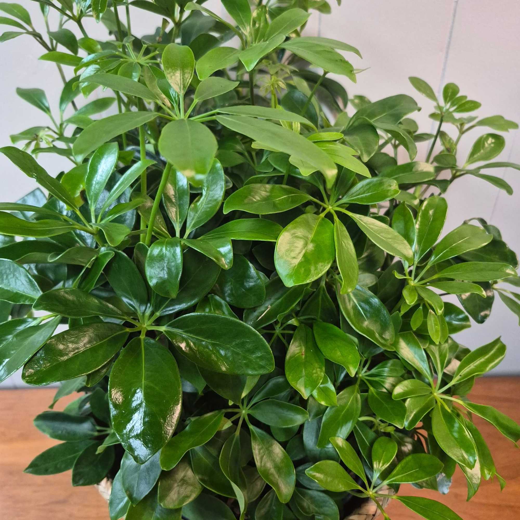 This beautiful Arboricola plant in an 8" basket makes the perfect gift