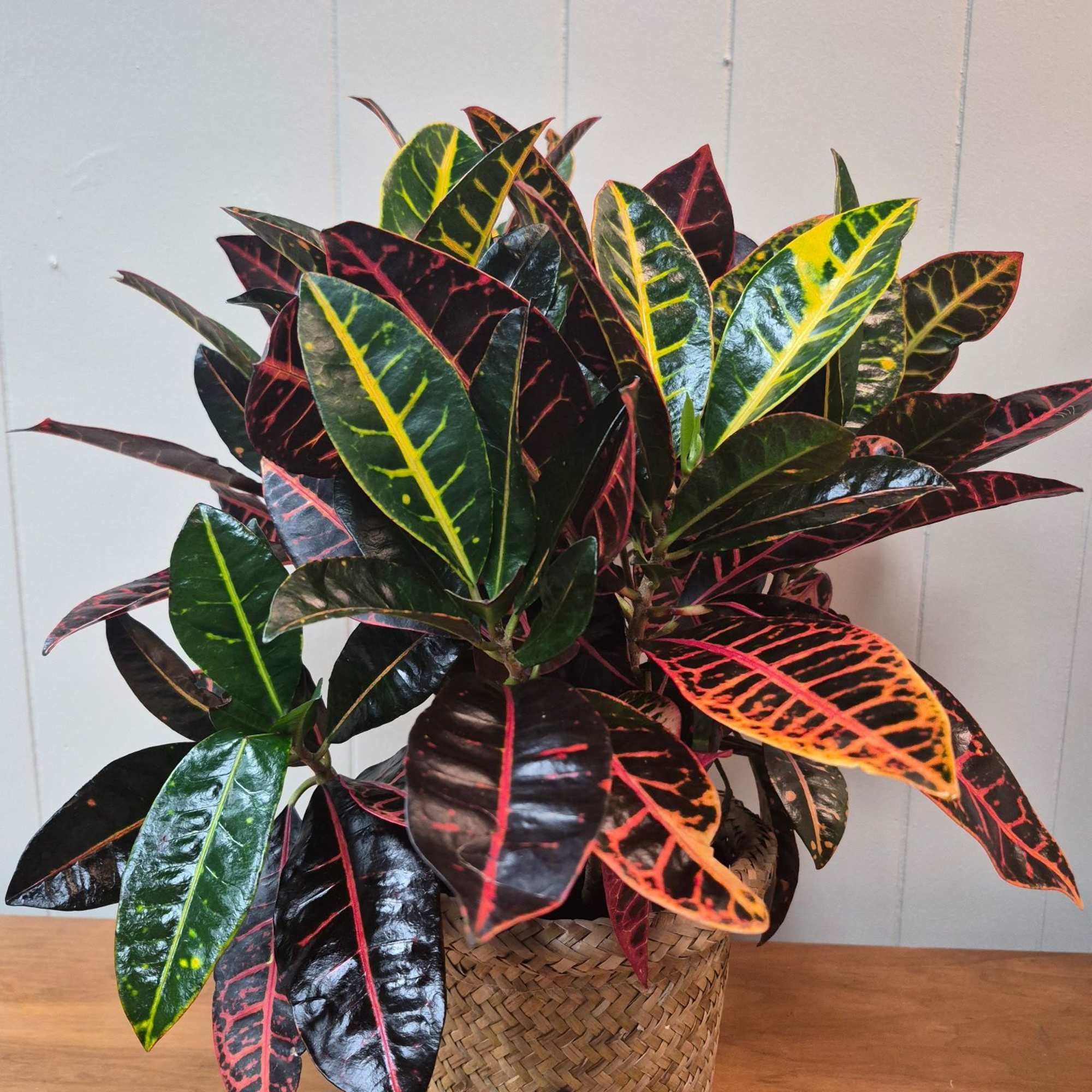 6" Croton in a woven basket planter makes a cheerful indoor accent.