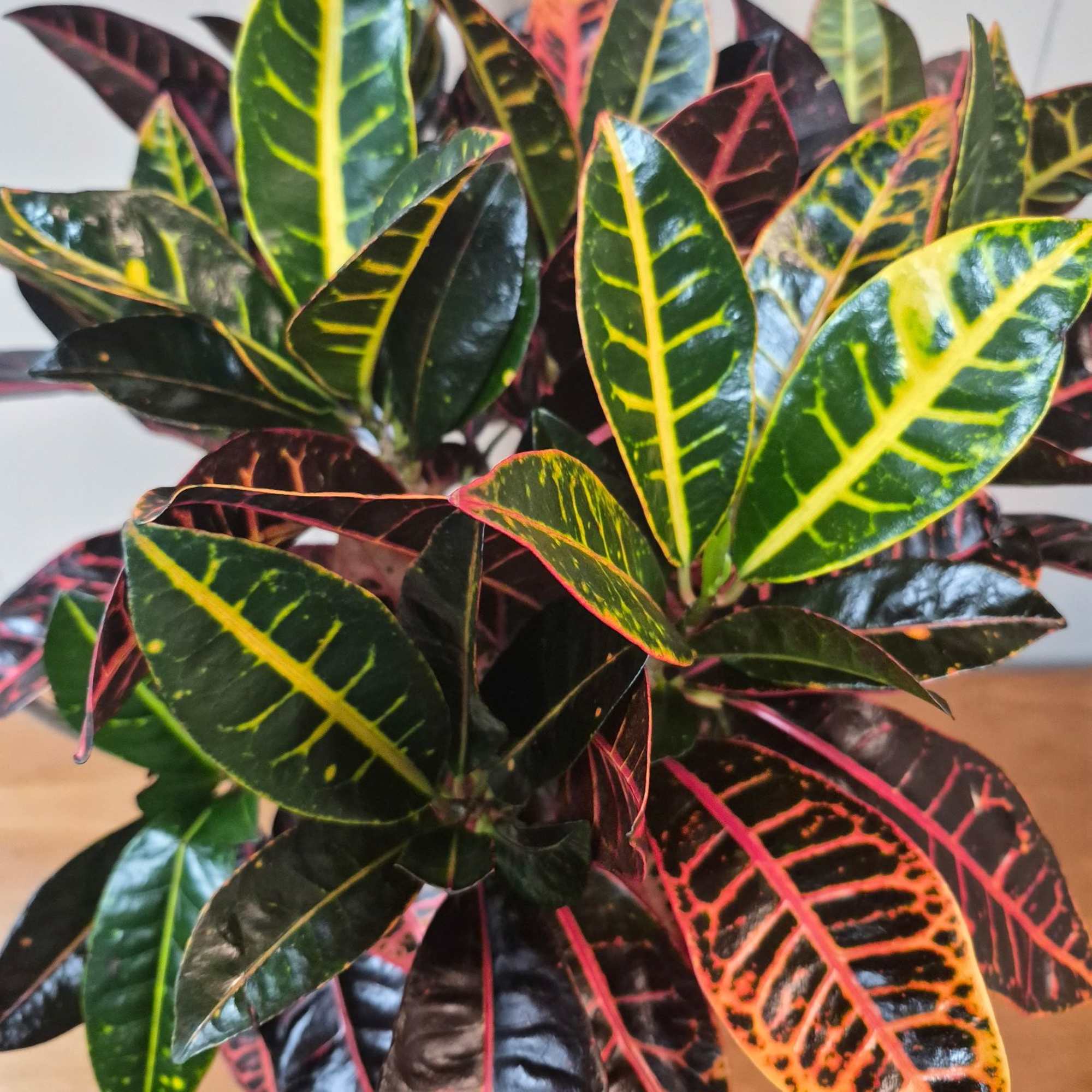 6" Croton in a woven basket planter makes a cheerful indoor accent.