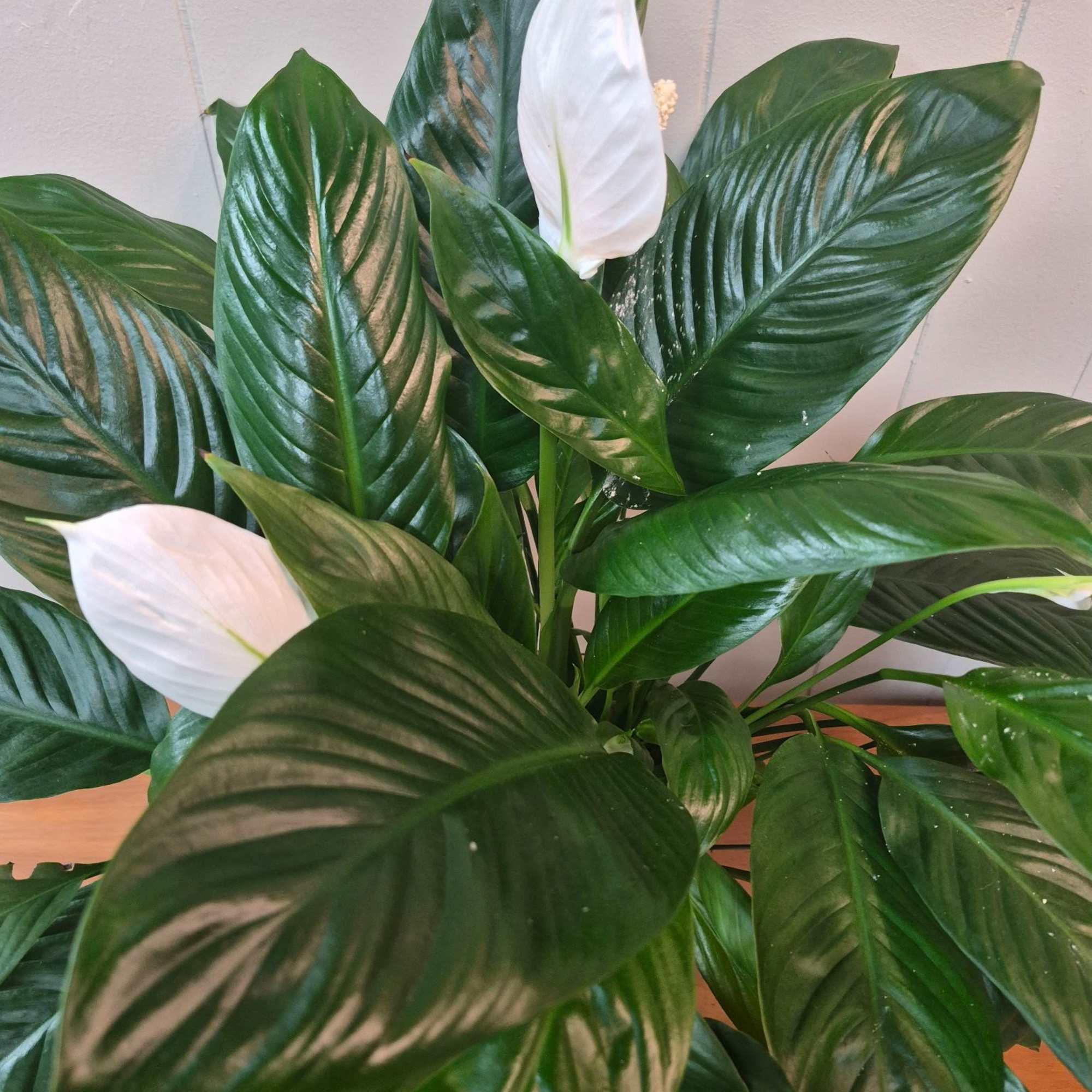 6" Peace Lily in a woven basket planter makes a perfect gift