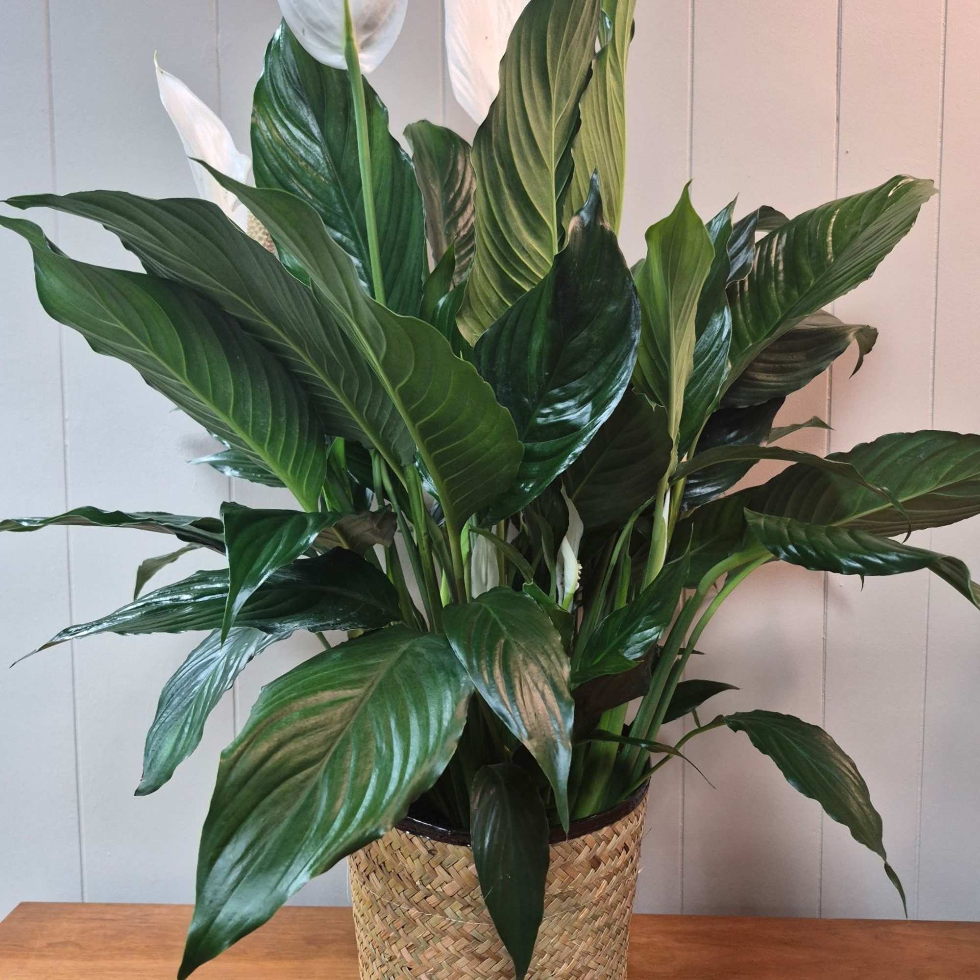 Lush 8" peace lily in a woven basket planter 
