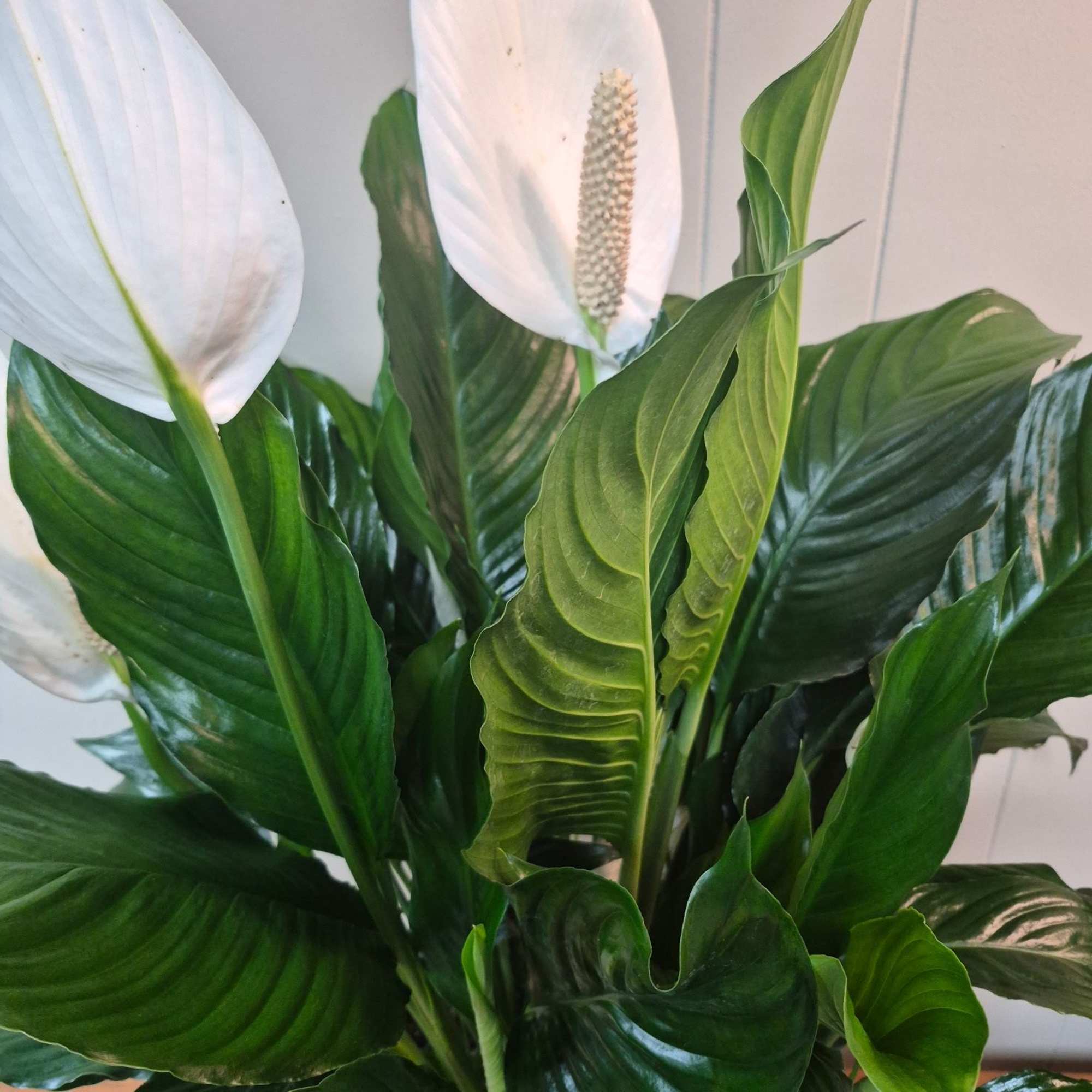 Lush 8" peace lily in a woven basket planter 