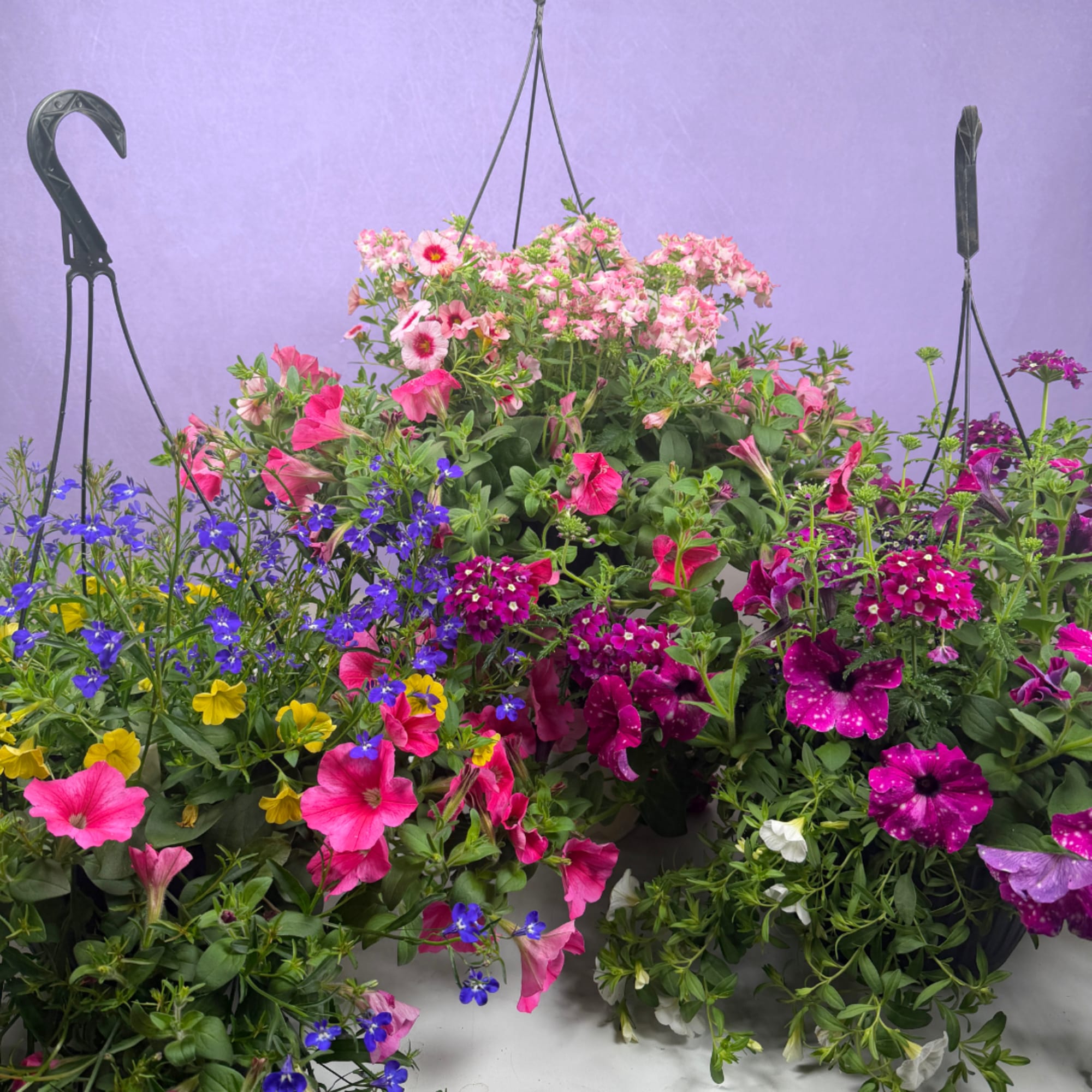 Overflowing cascades of blooms make this 10" mixed hanging basket an instant