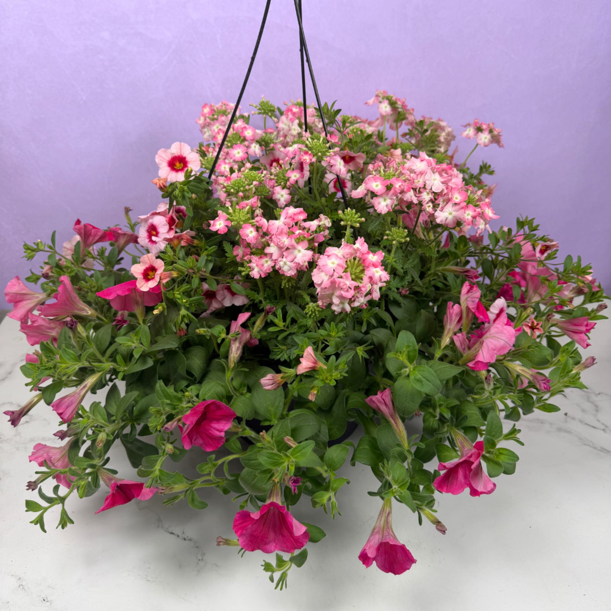 Overflowing cascades of blooms make this 10" mixed hanging basket an instant
