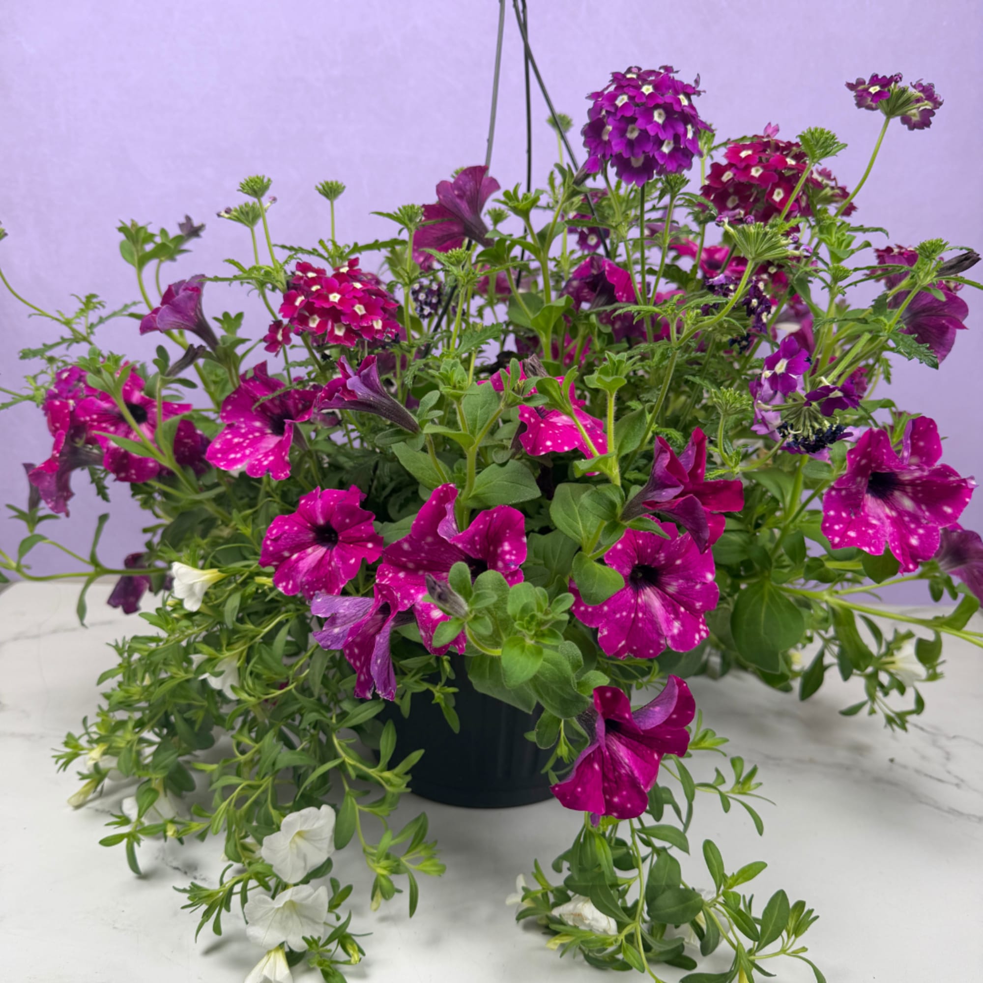 Overflowing cascades of blooms make this 10" mixed hanging basket an instant