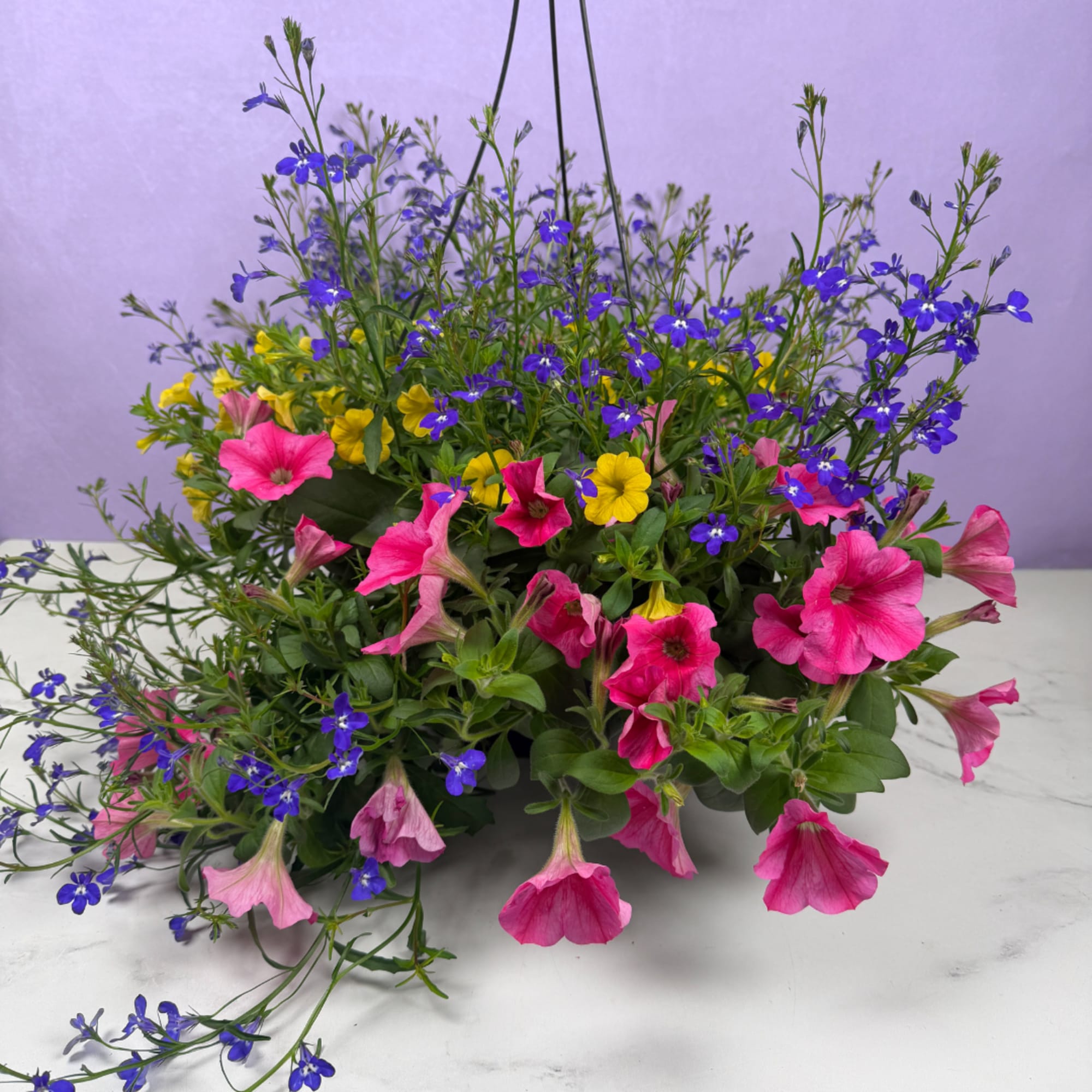 Overflowing cascades of blooms make this 10" mixed hanging basket an instant