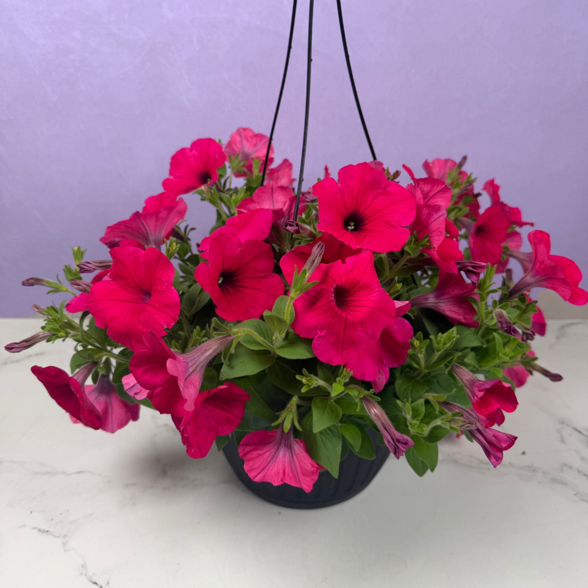 Overflowing petunias in shades of hot pink, magenta-purple or crisp white make