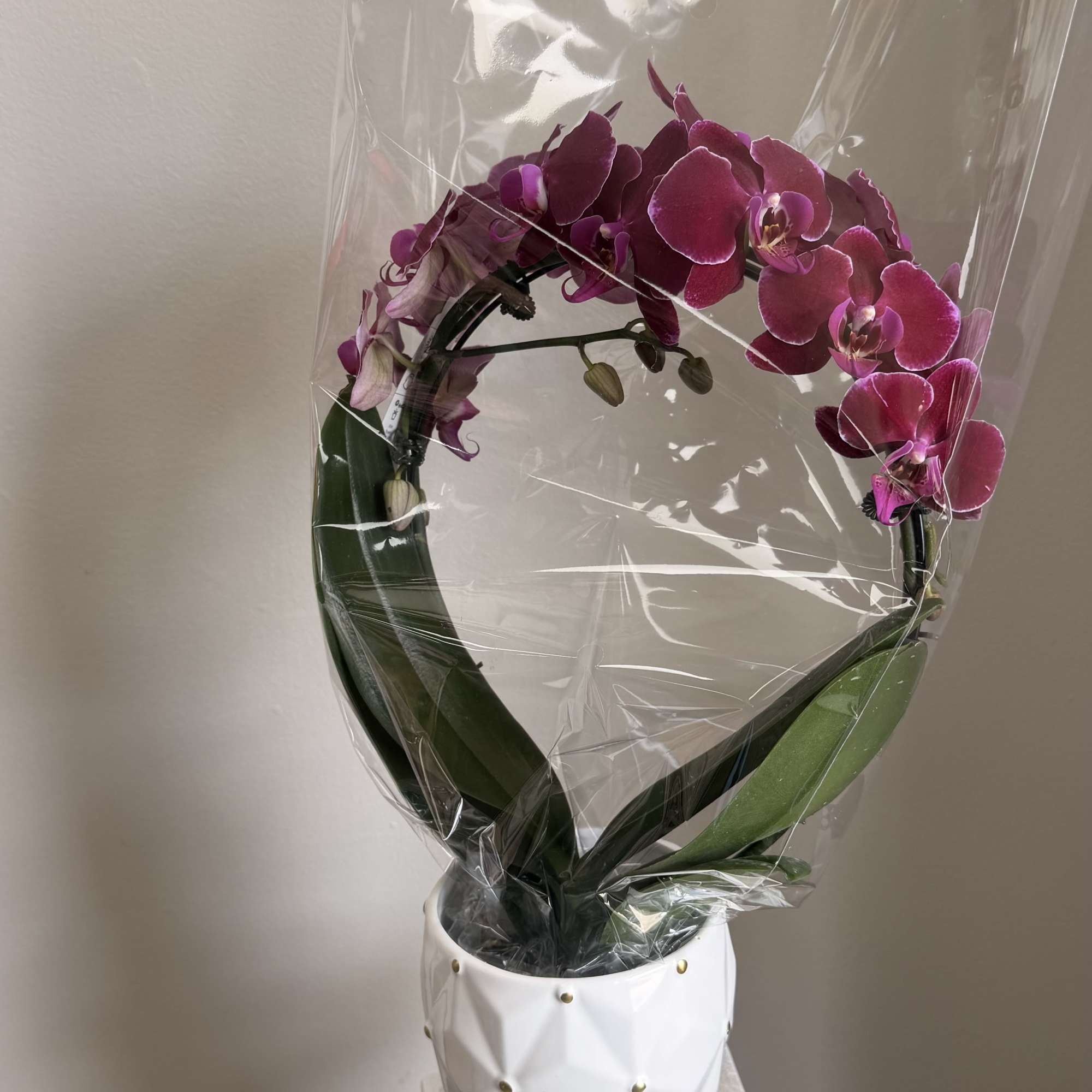 Vivid Phalaenopsis orchids bring an instant touch of elegance-perfect as a birthday