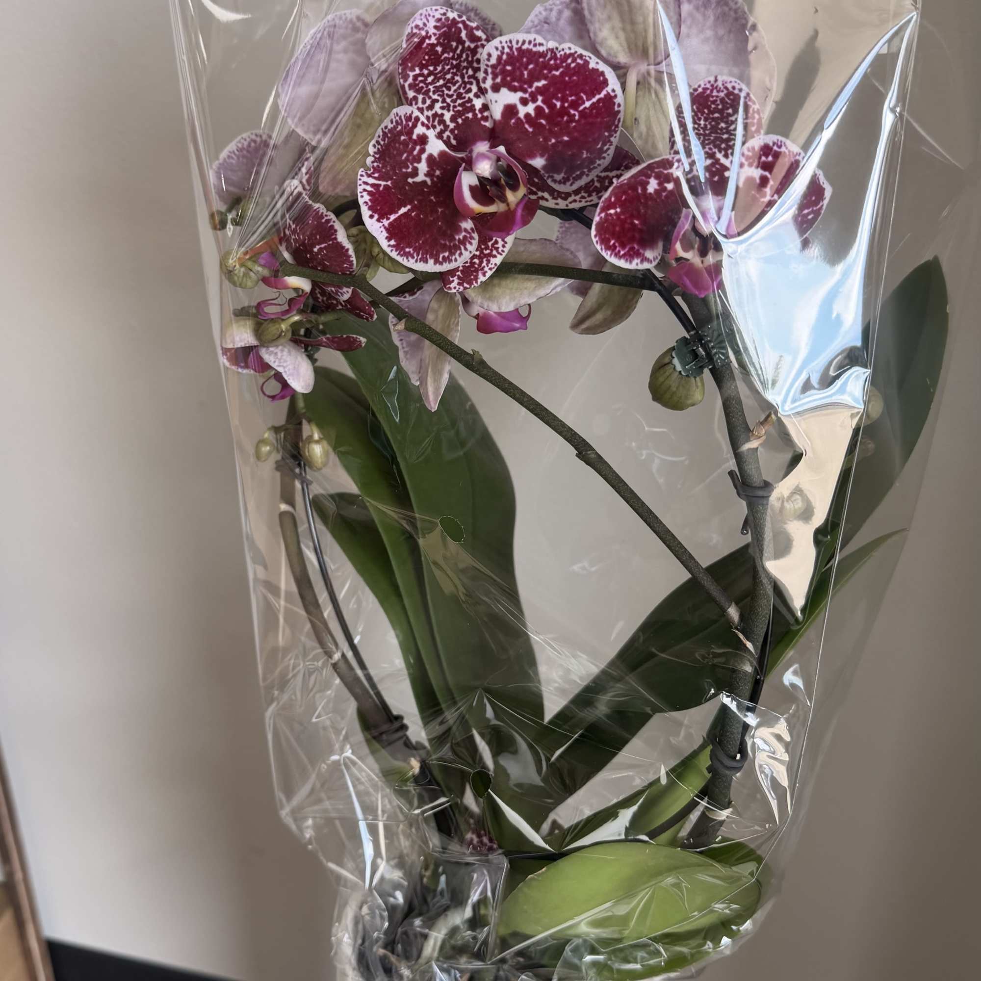 Vivid Phalaenopsis orchids bring an instant touch of elegance-perfect as a birthday