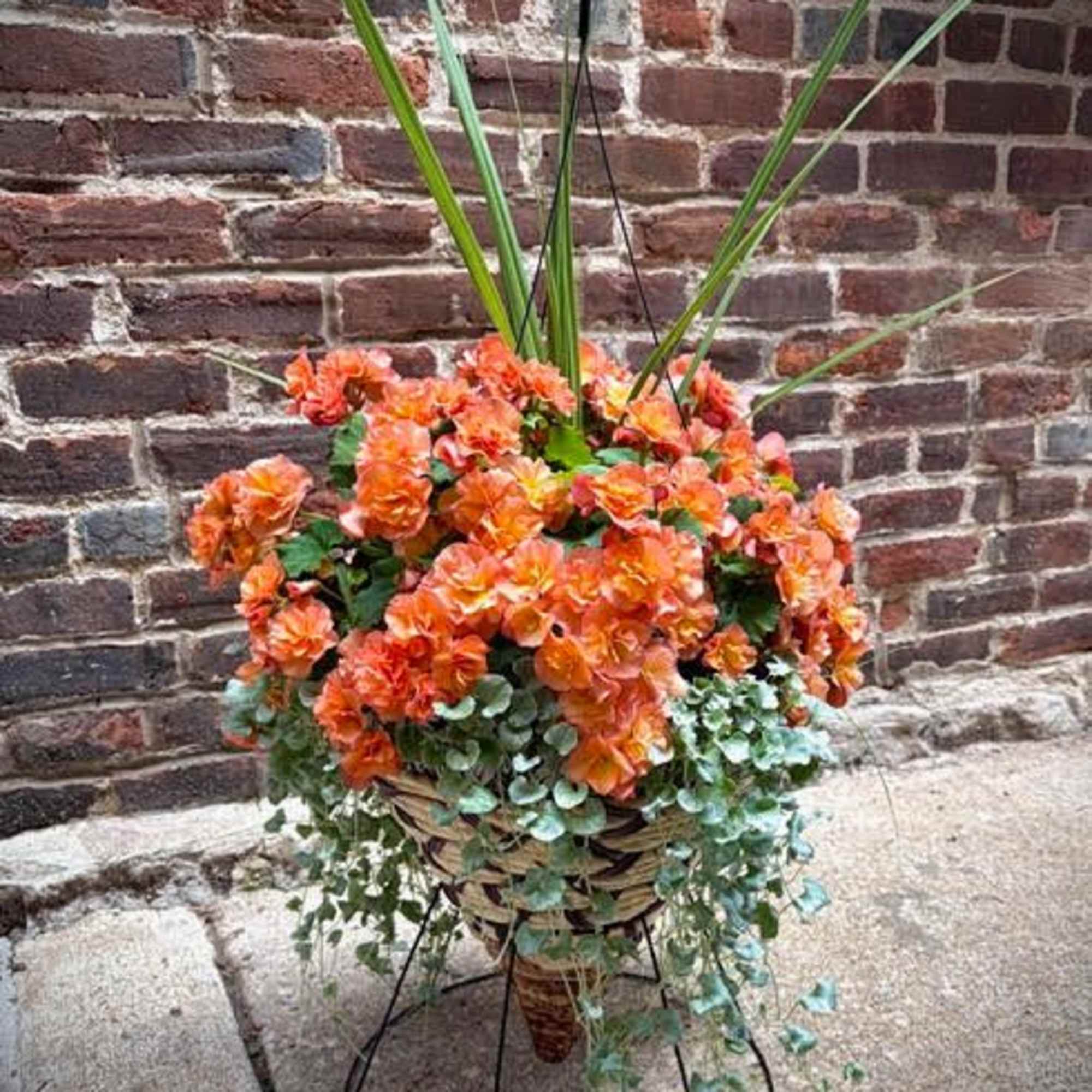 A stunning display of orange or yellow begonias in a cone shape