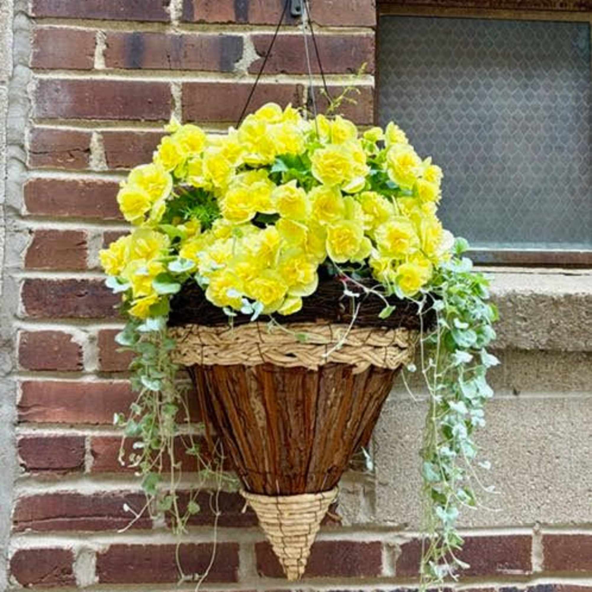A stunning display of orange or yellow begonias in a cone shape