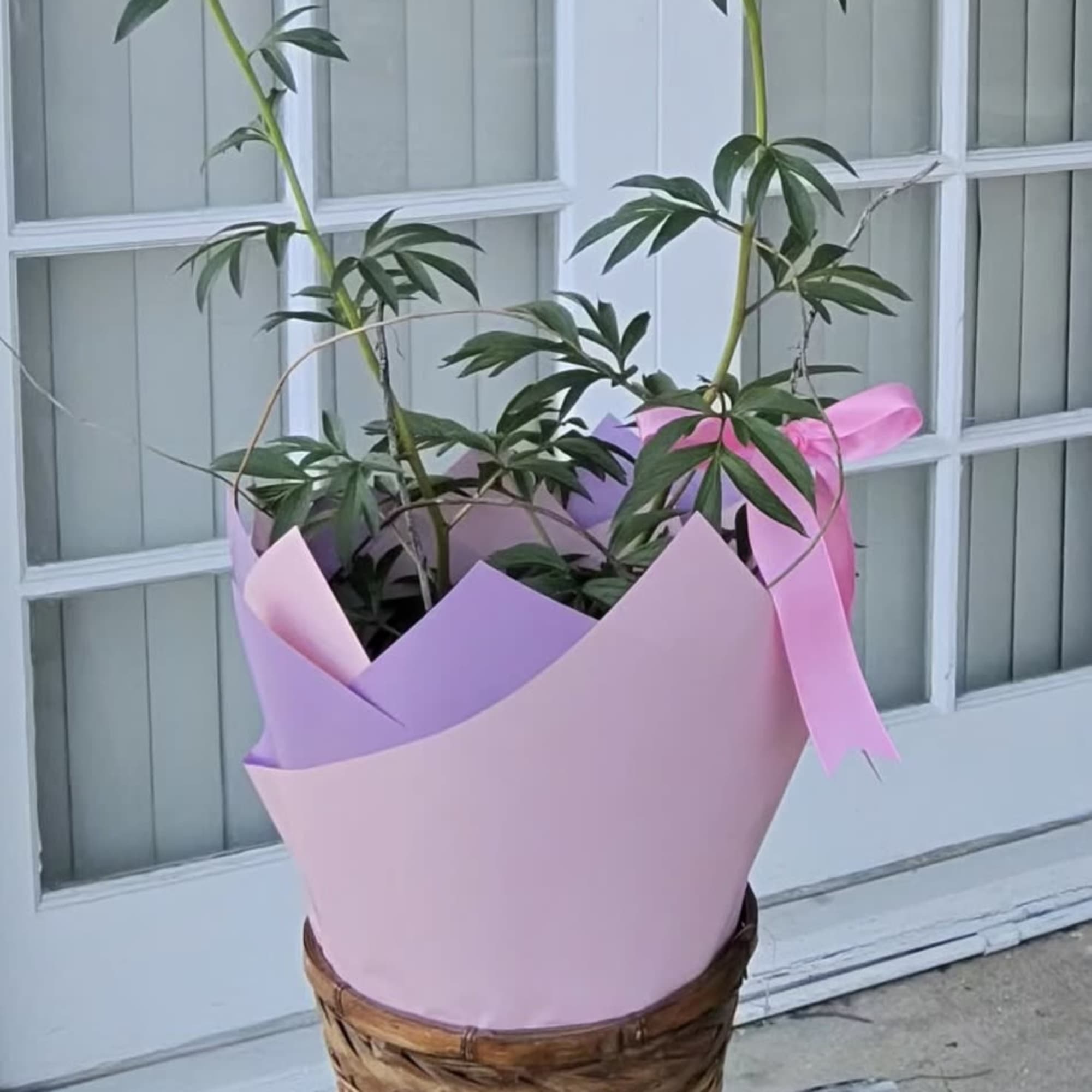 Celebrate Mom with a gift that blooms with beauty and meaning. This