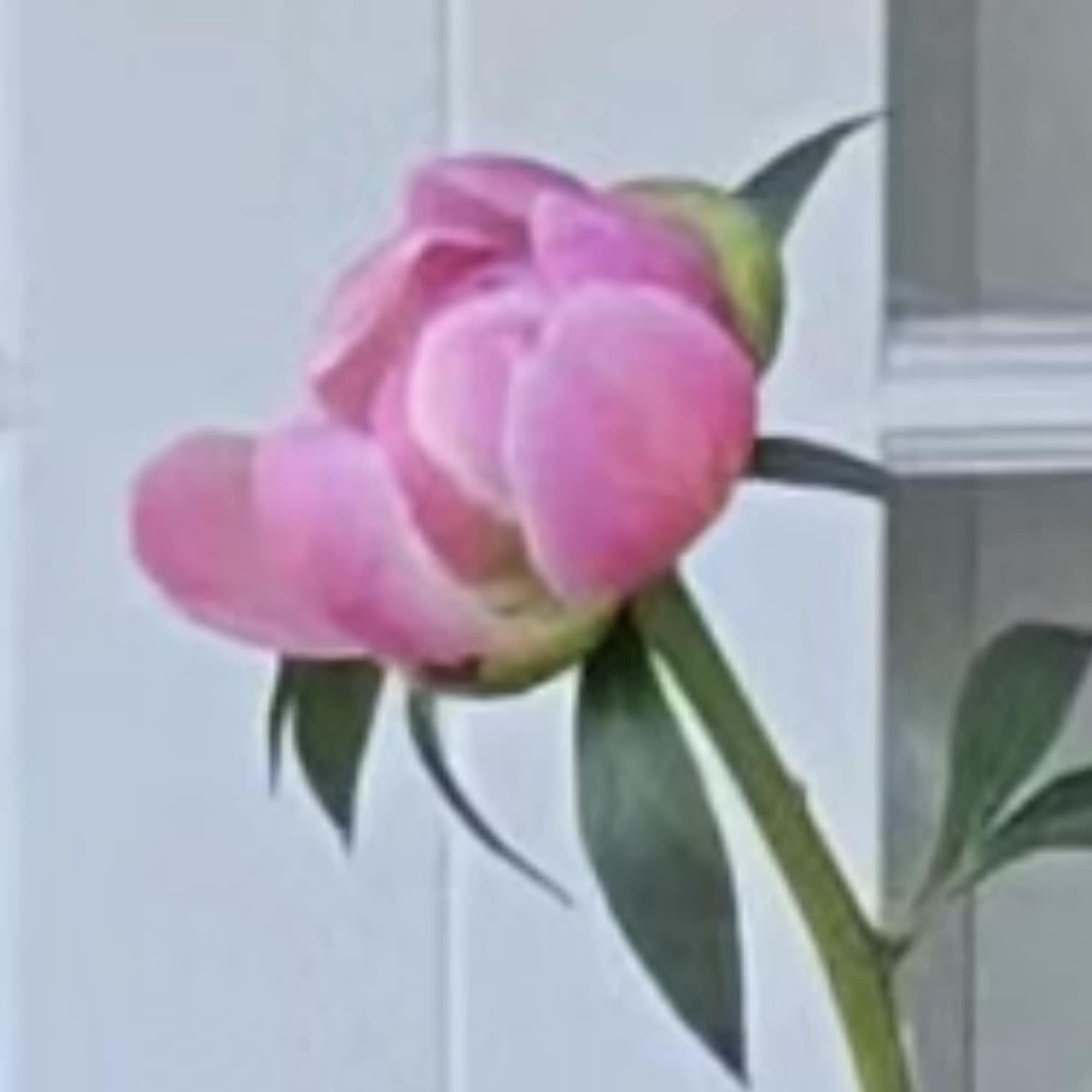 Celebrate Mom with a gift that blooms with beauty and meaning. This