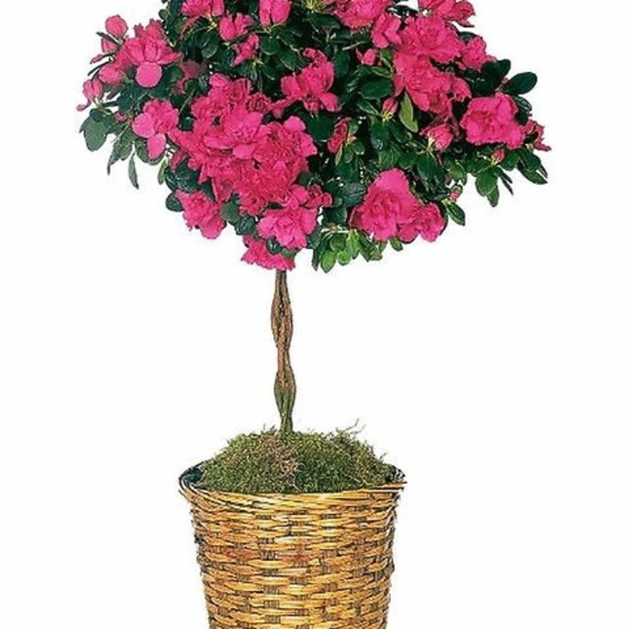 Looking for something extra special? These clusters of vibrant pink flowers will