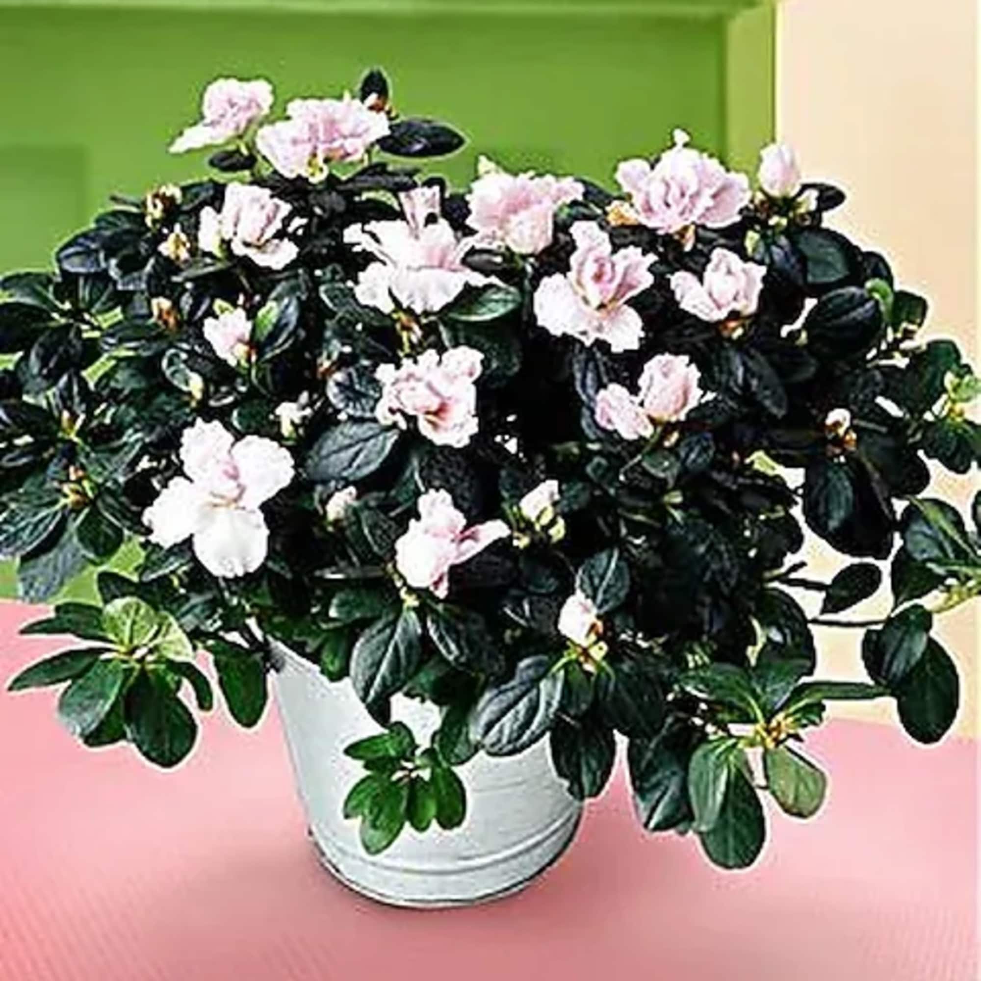 This cheery azalea is a perennial beauty, and perfect to give for