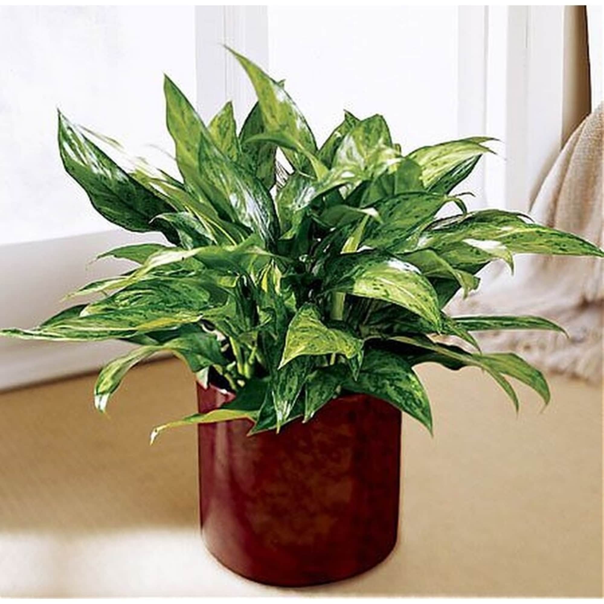 Variegated green houseplant in a glossy deep red pot near a bright window