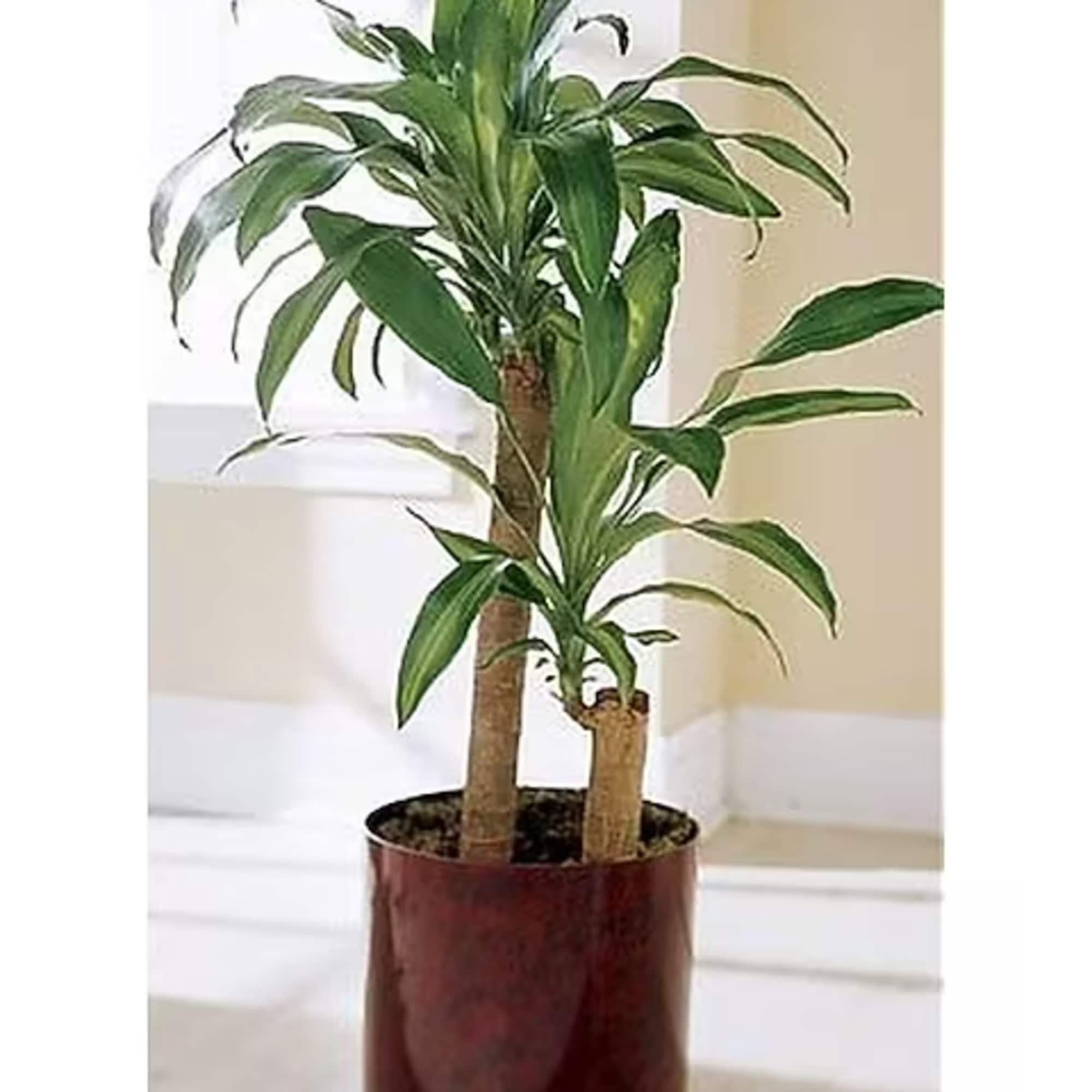 This plant is great for indoors as it tolerates a wide range