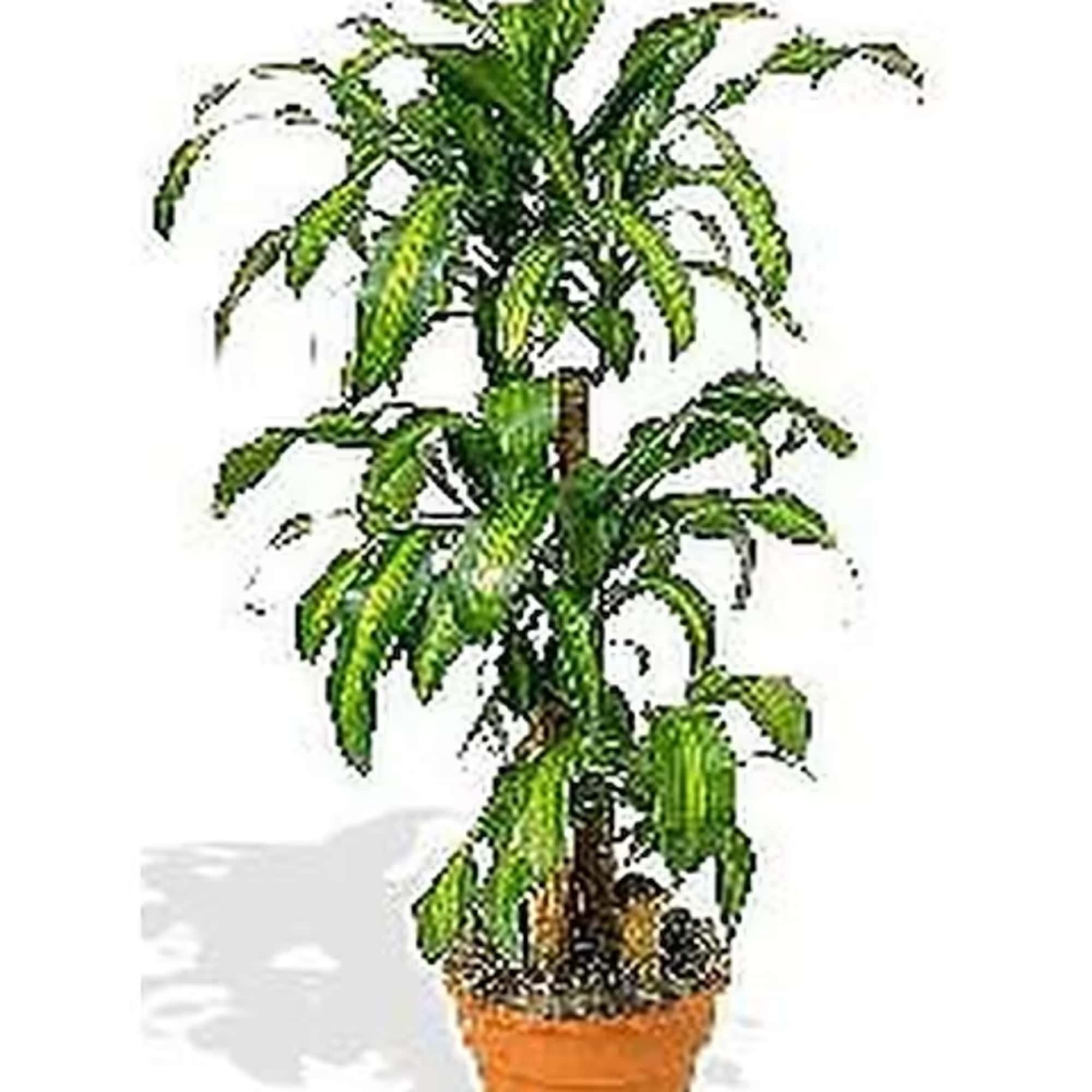 This plant is great for indoors as it tolerates a wide range