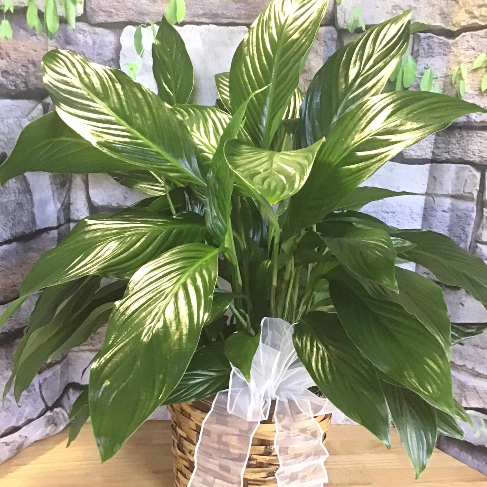 Potted green houseplant in a woven basket with a white ribbon