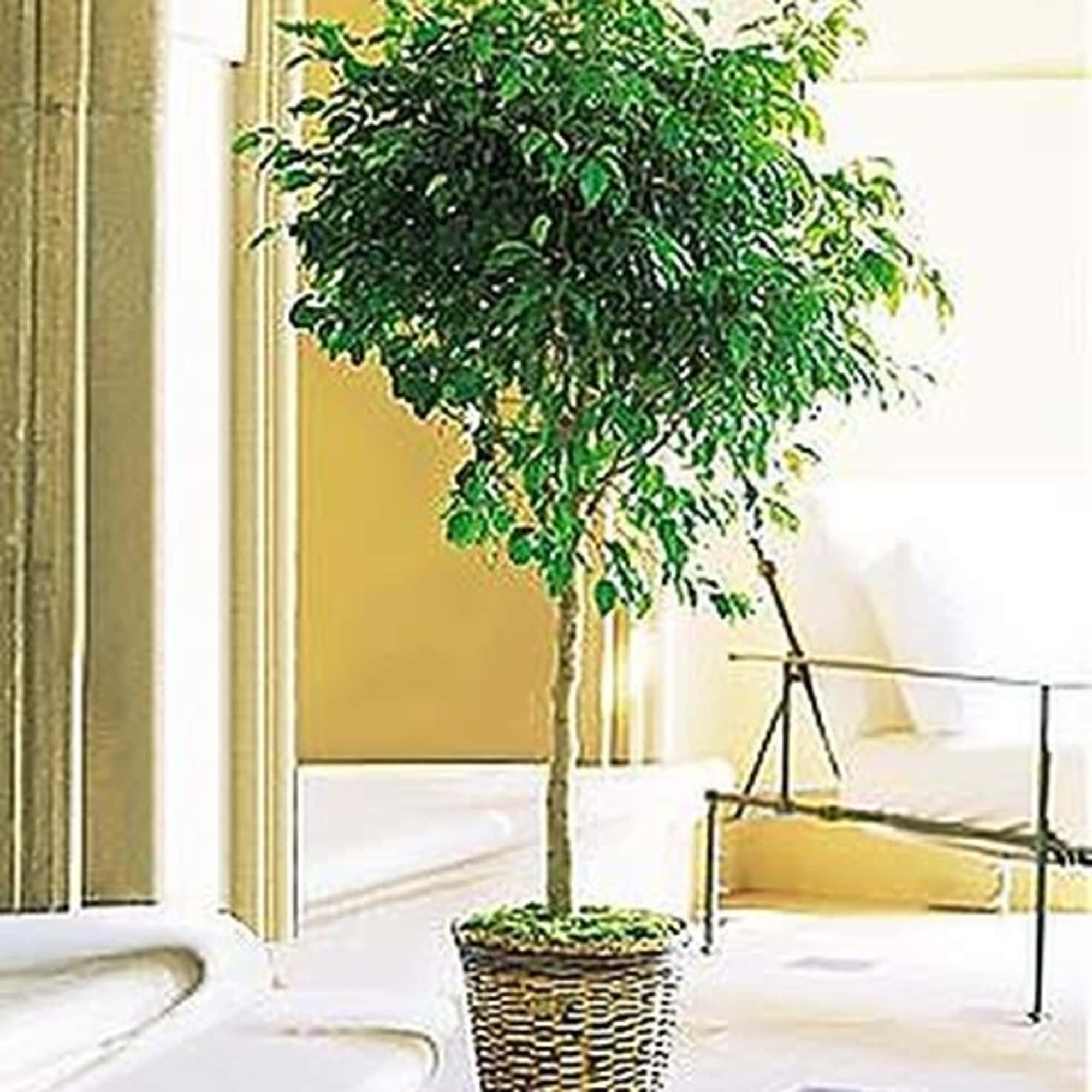 Among the most popular green plants today, the ficus tree enjoys moderate