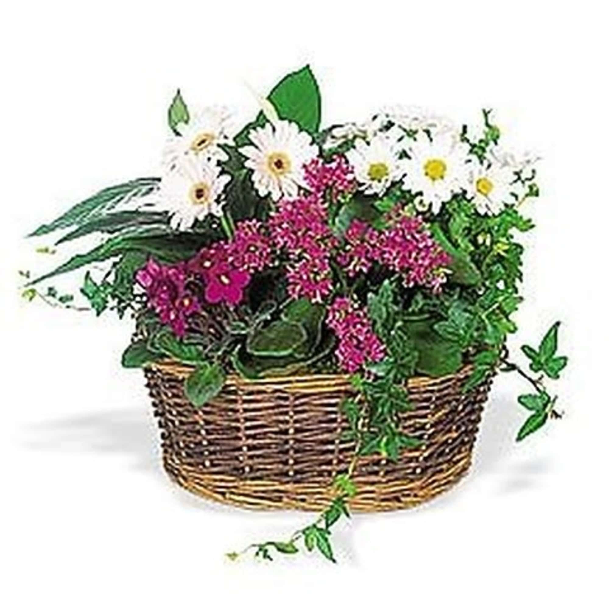 This lovely basket with bright fucshia African violets and kalanchoes and white