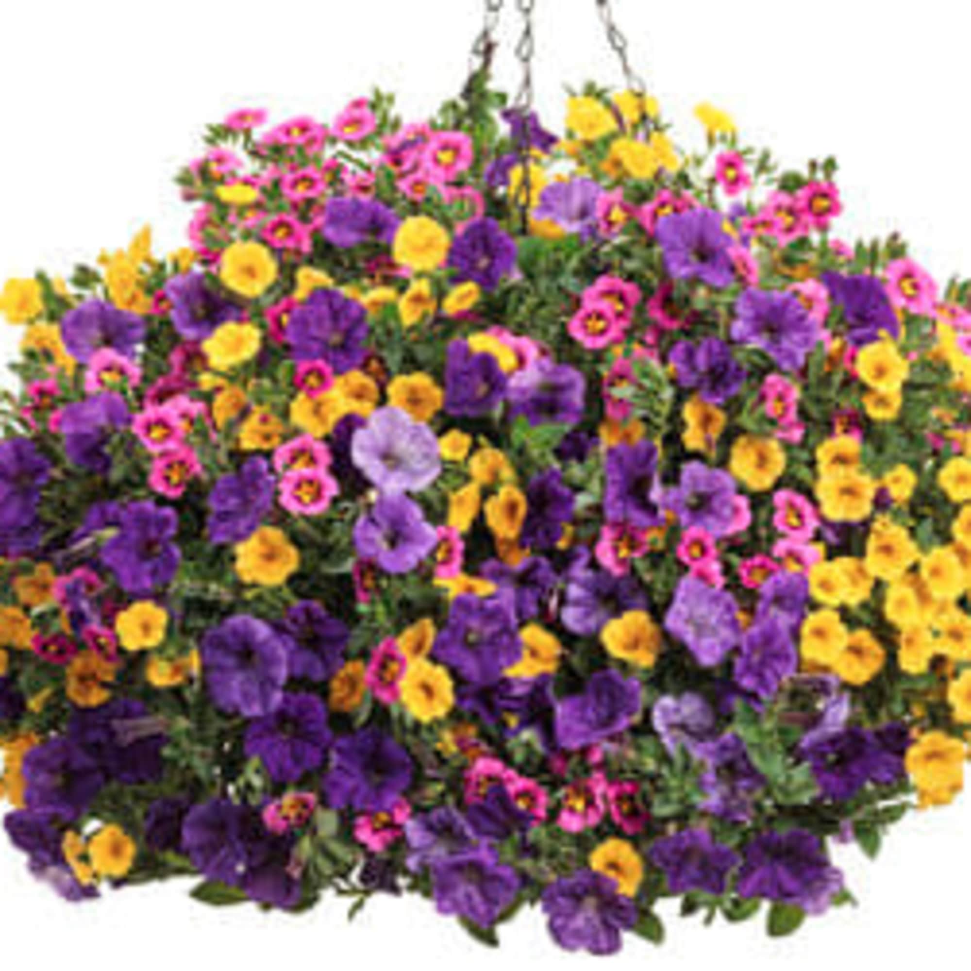 Large hanging basket of purple, pink, and yellow flowers